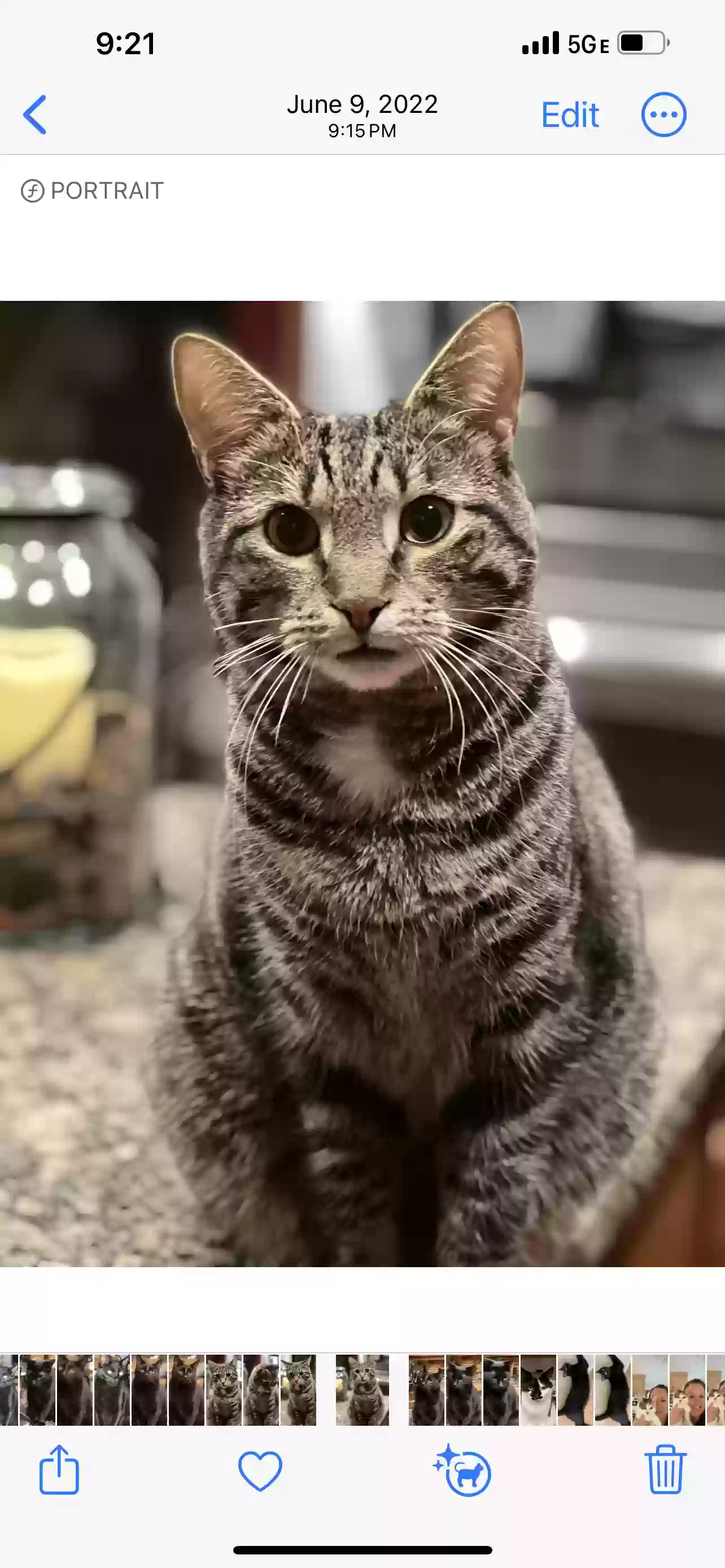 adoptable Cat in Cochranville,PA named 