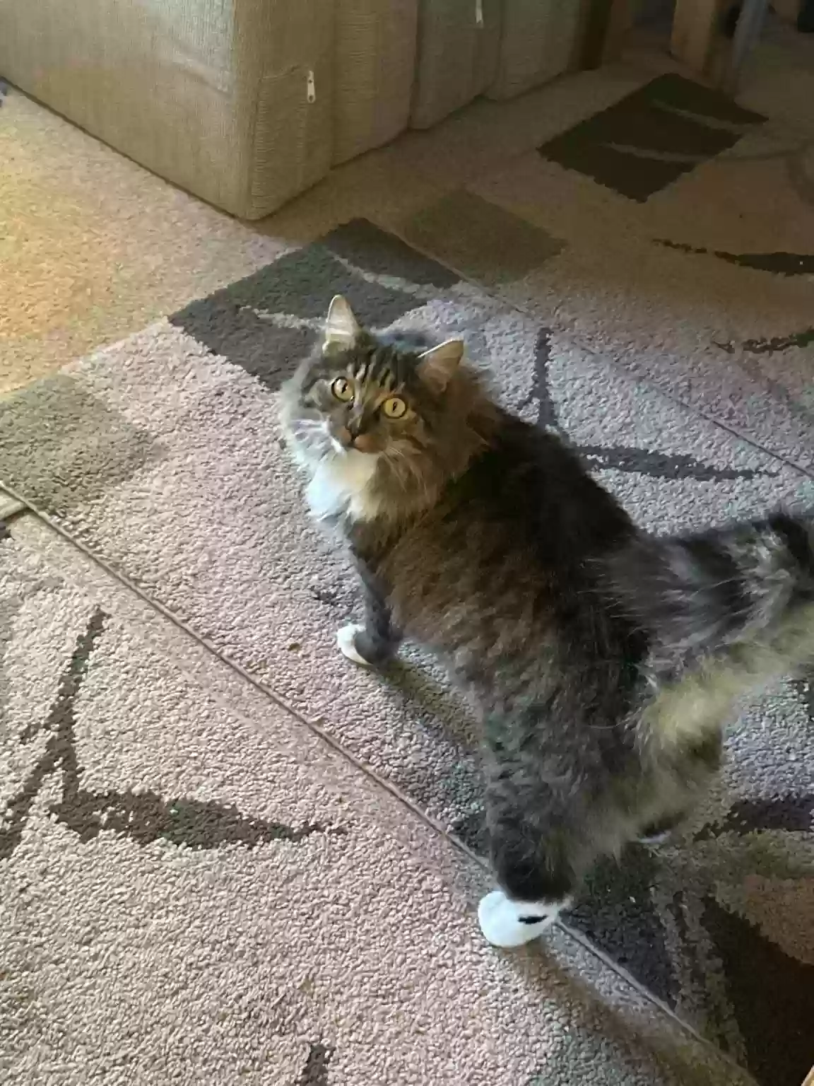adoptable Cat in Caldwell,ID named Cayan
