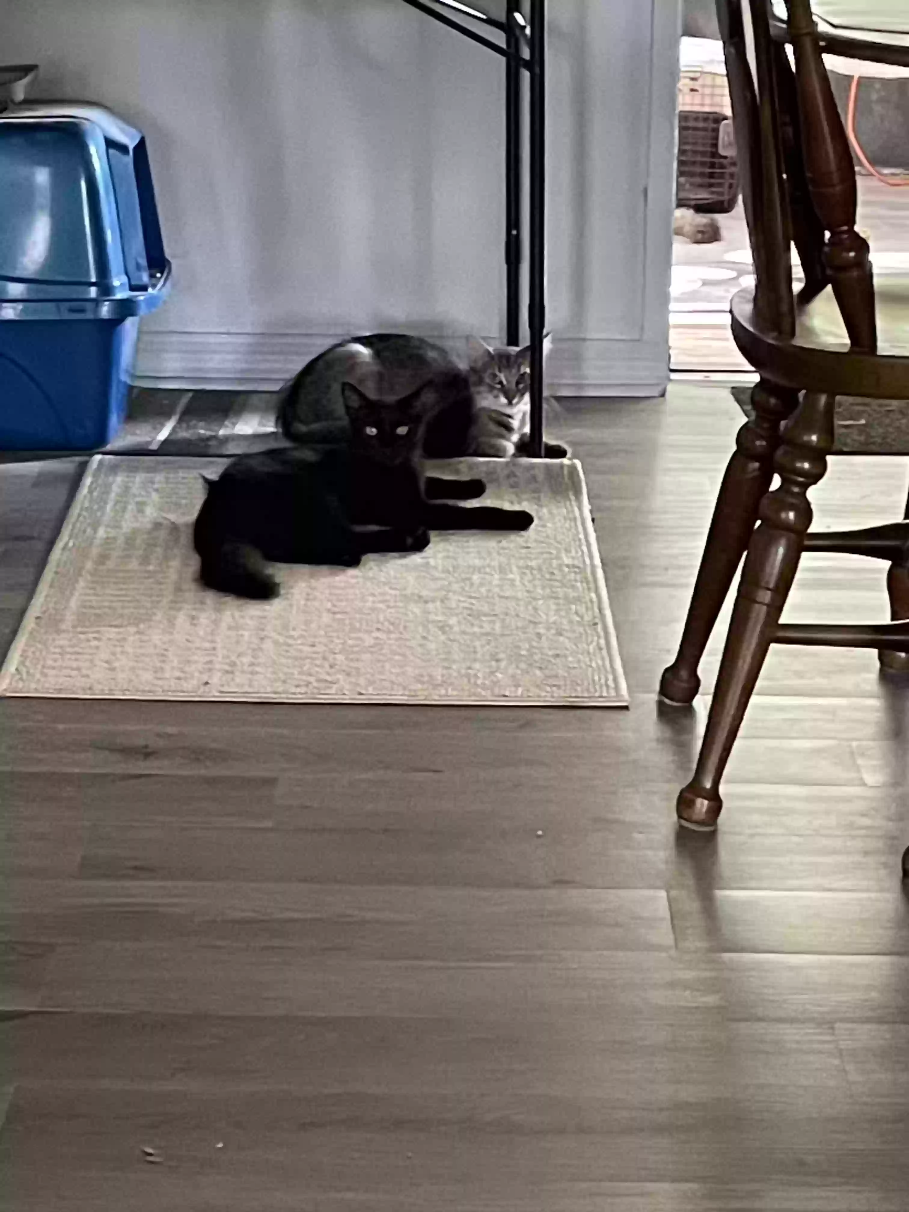 adoptable Cat in Kissimmee,FL named Tia