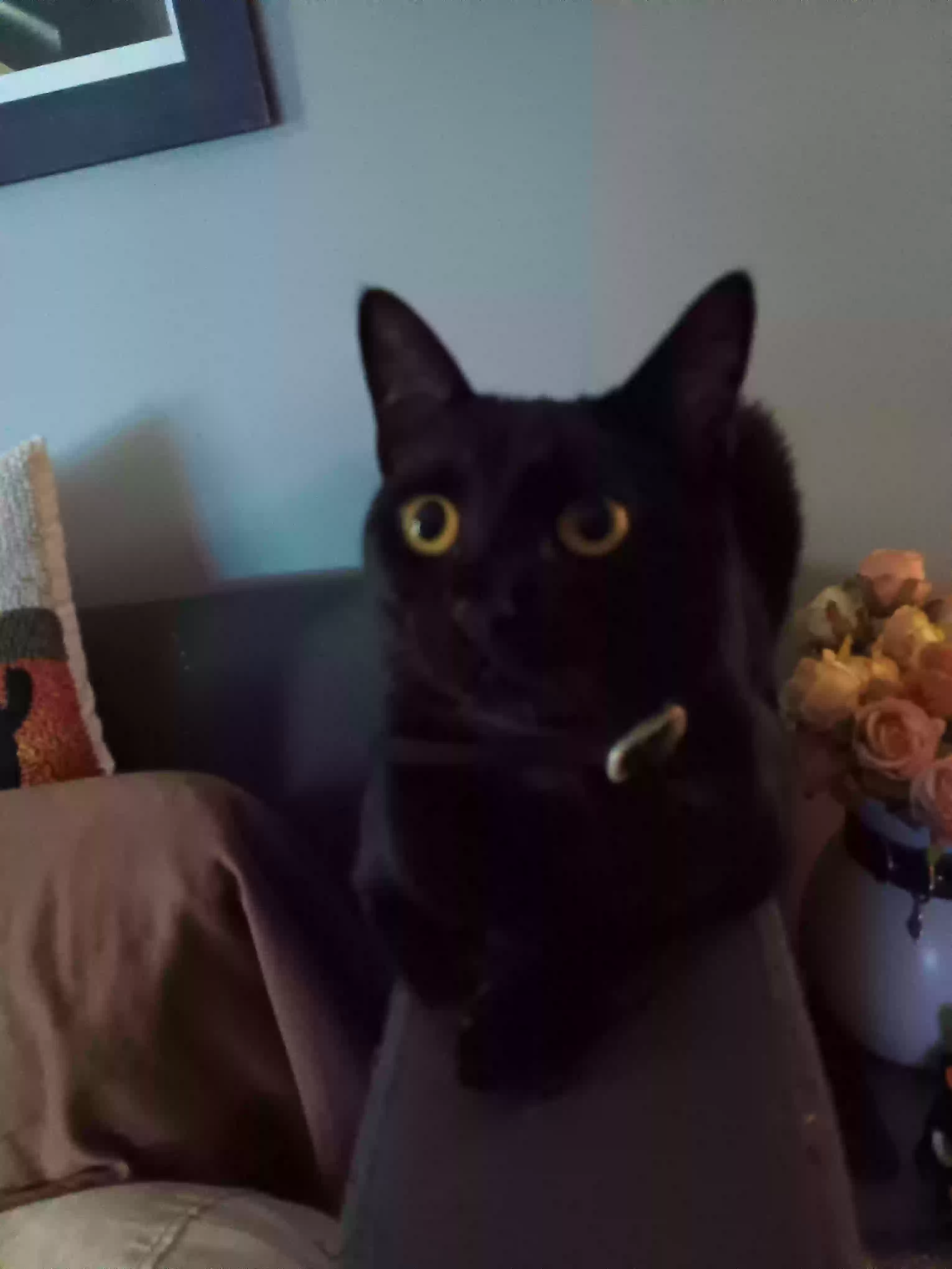 adoptable Cat in Laurinburg,NC named Rougarou