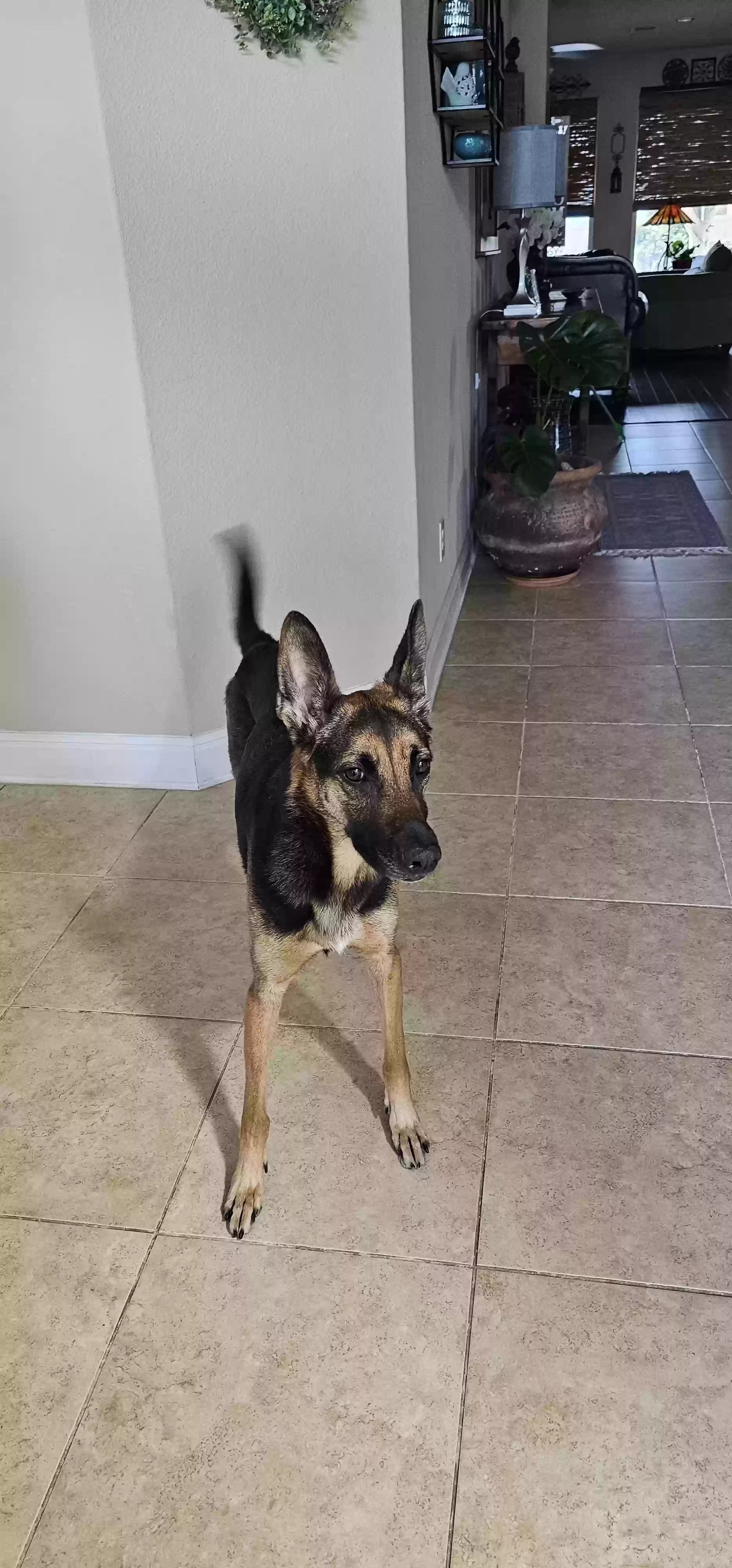 adoptable Dog in Boerne,TX named Lucy