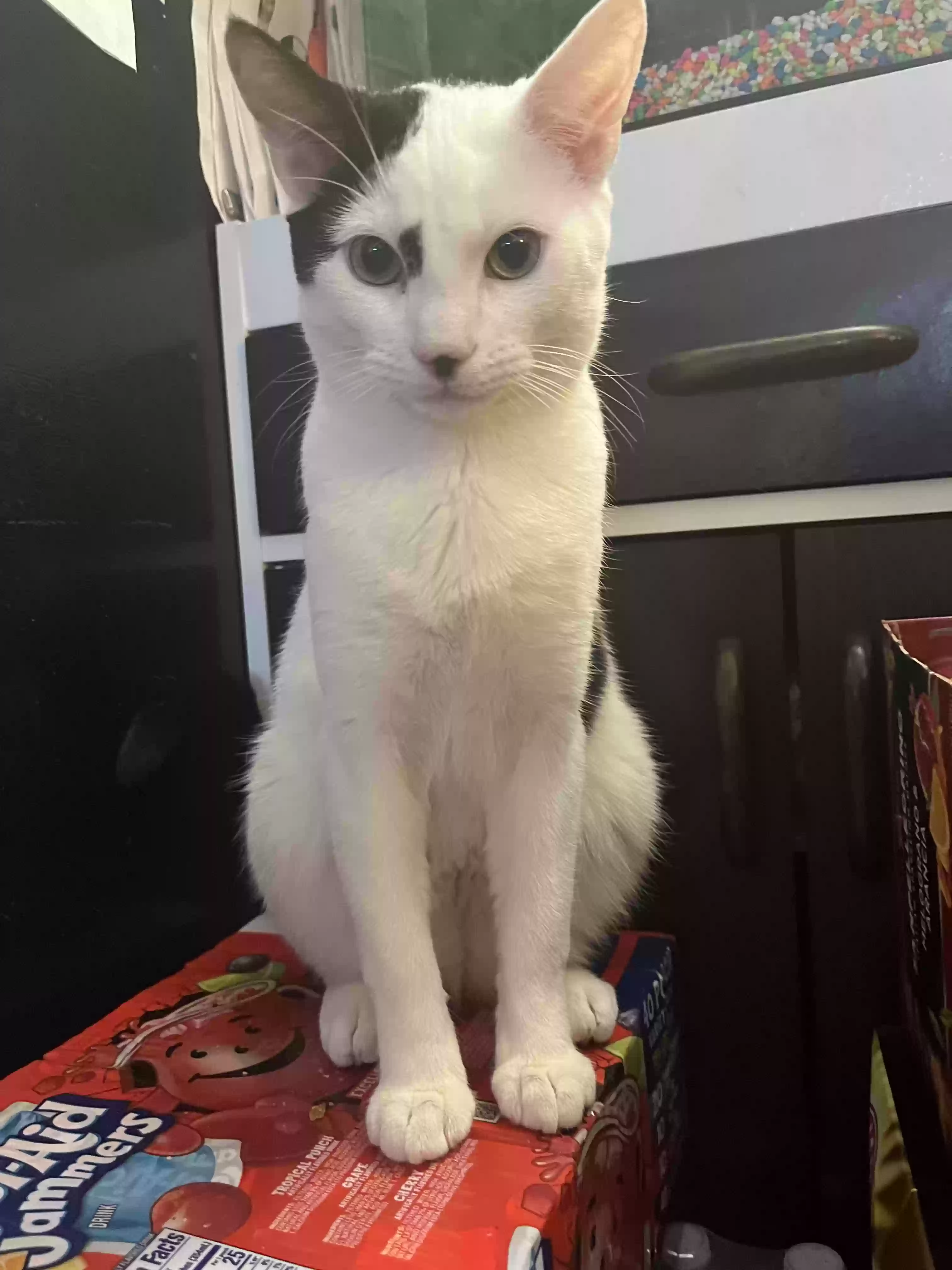 adoptable Cat in Brooklyn,NY named Milo