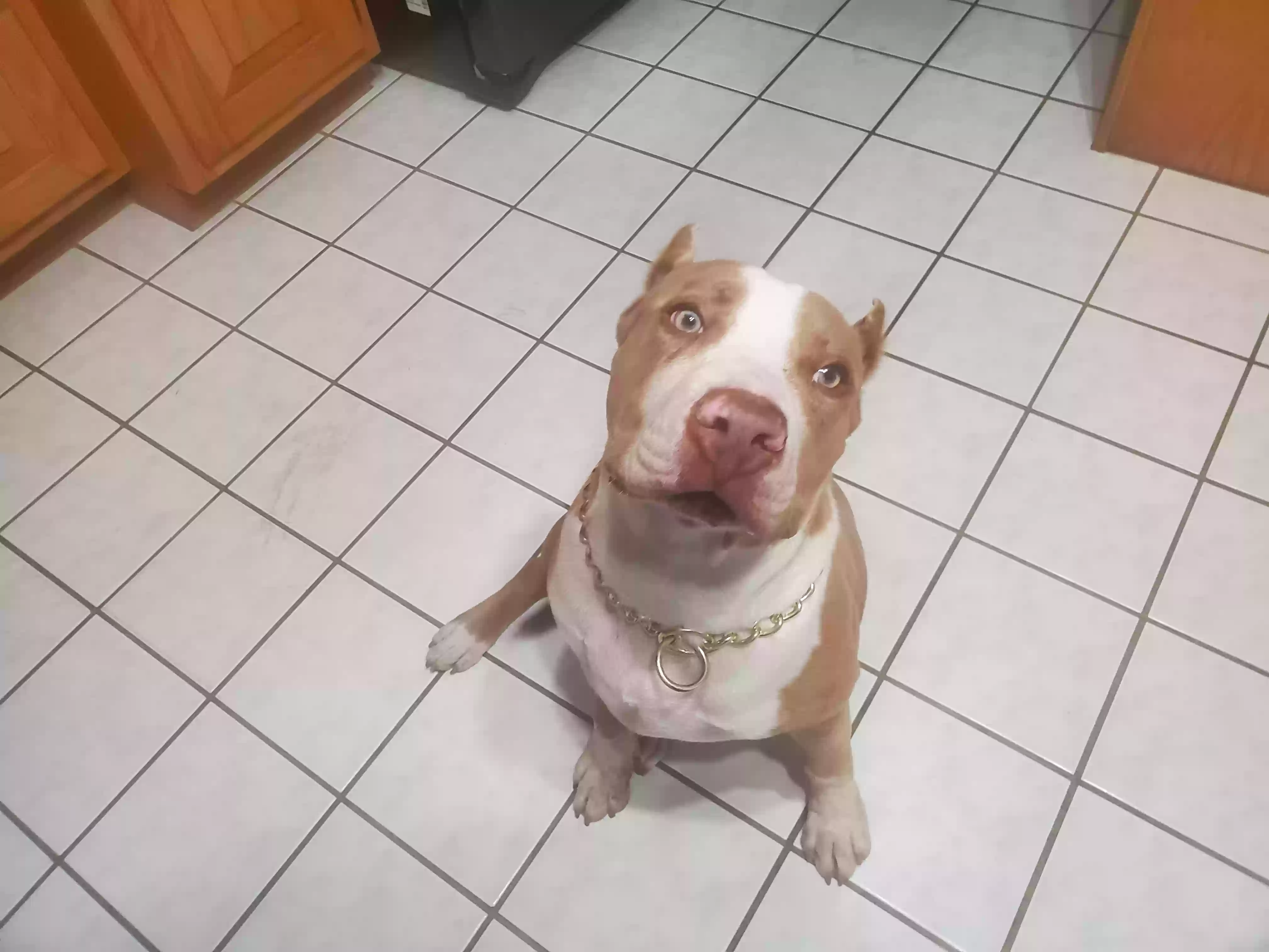 adoptable Dog in Conyers,GA named Rico