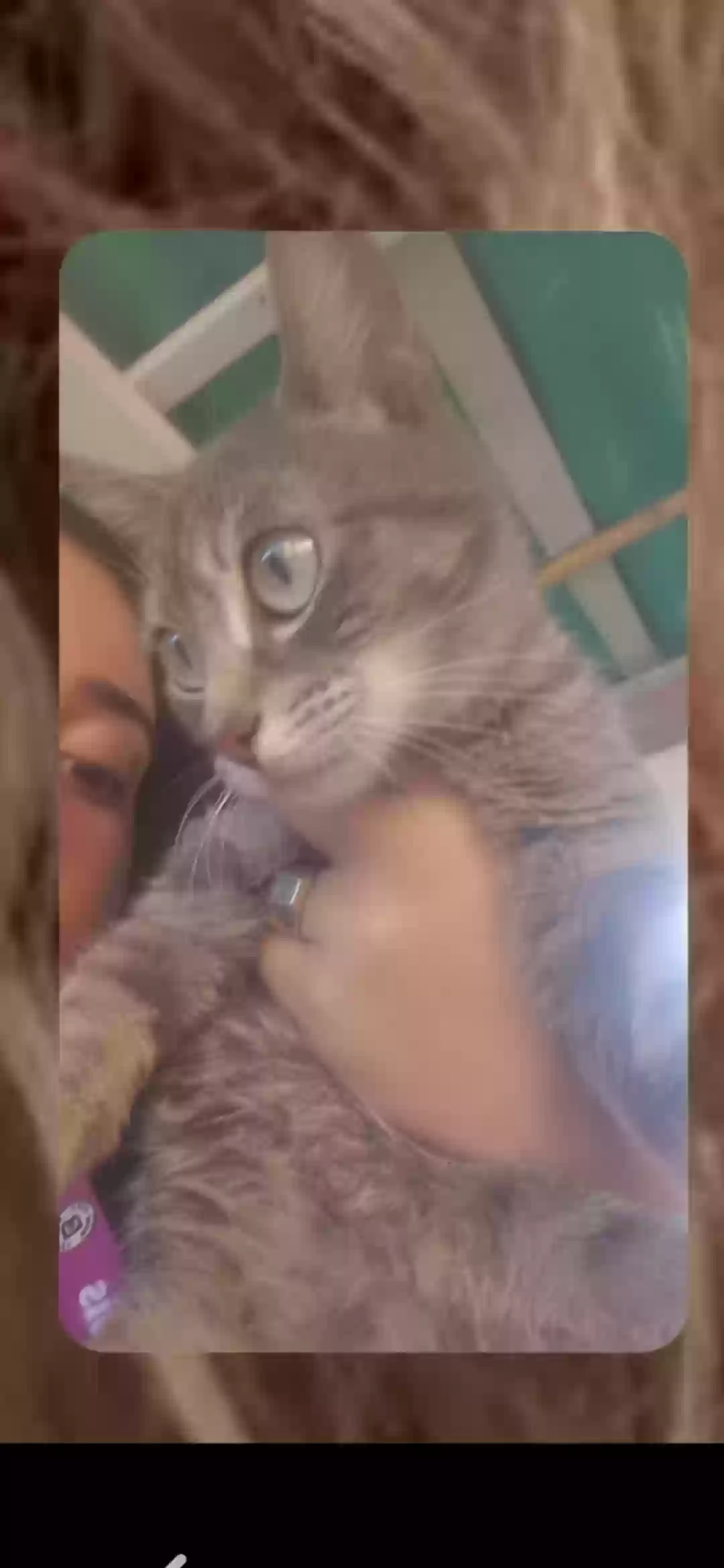 adoptable Cat in Brooklyn,NY named Bobbi