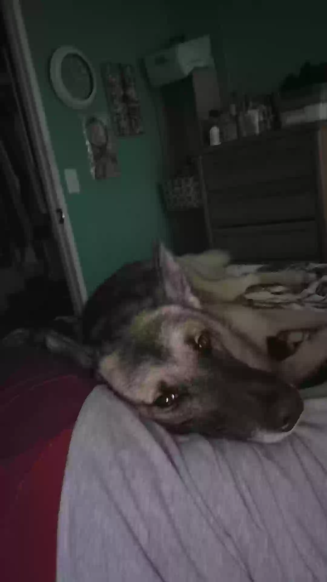 adoptable Dog in Lillington,NC named Koda
