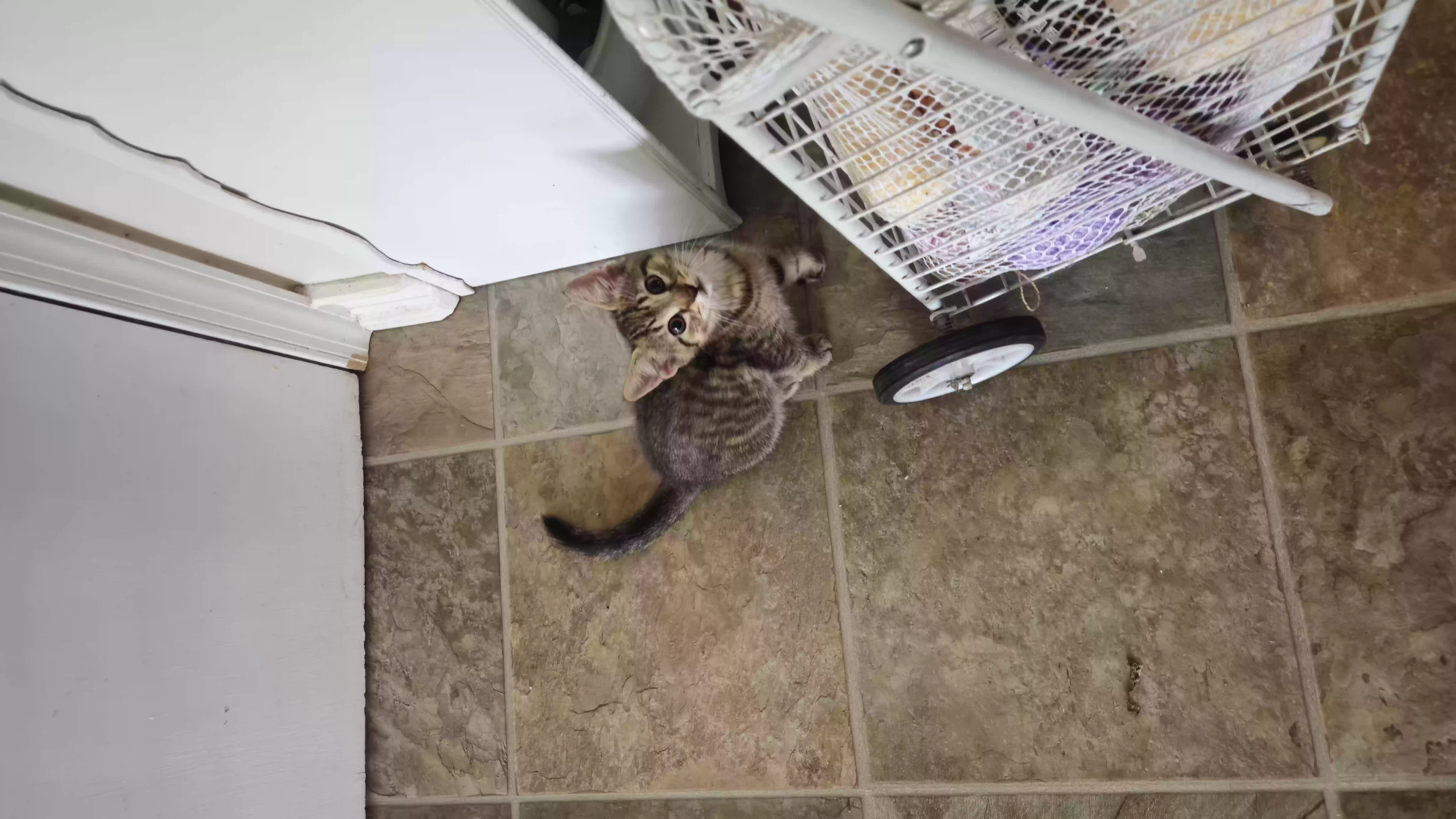 adoptable Cat in Heislerville,NJ named