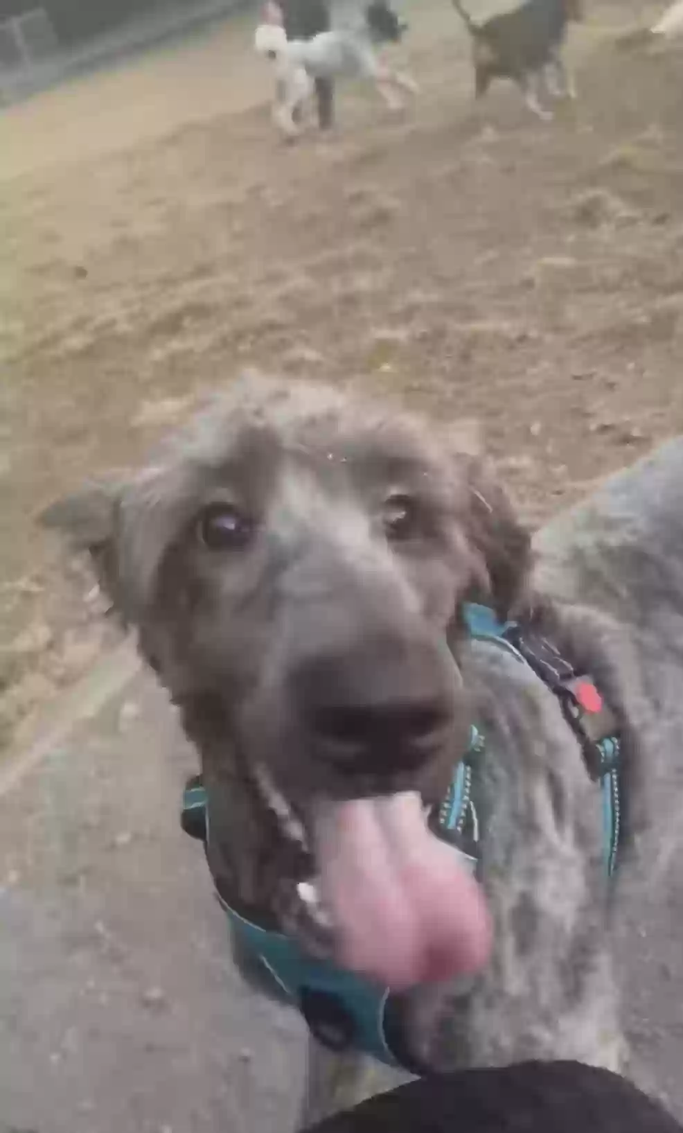 adoptable Dog in Kennesaw,GA named Miloh