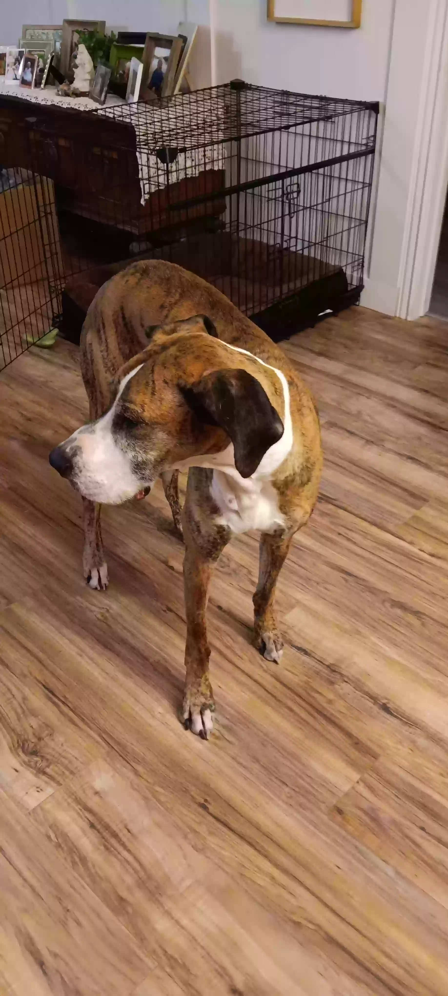adoptable Dog in Rigby,ID named Remy