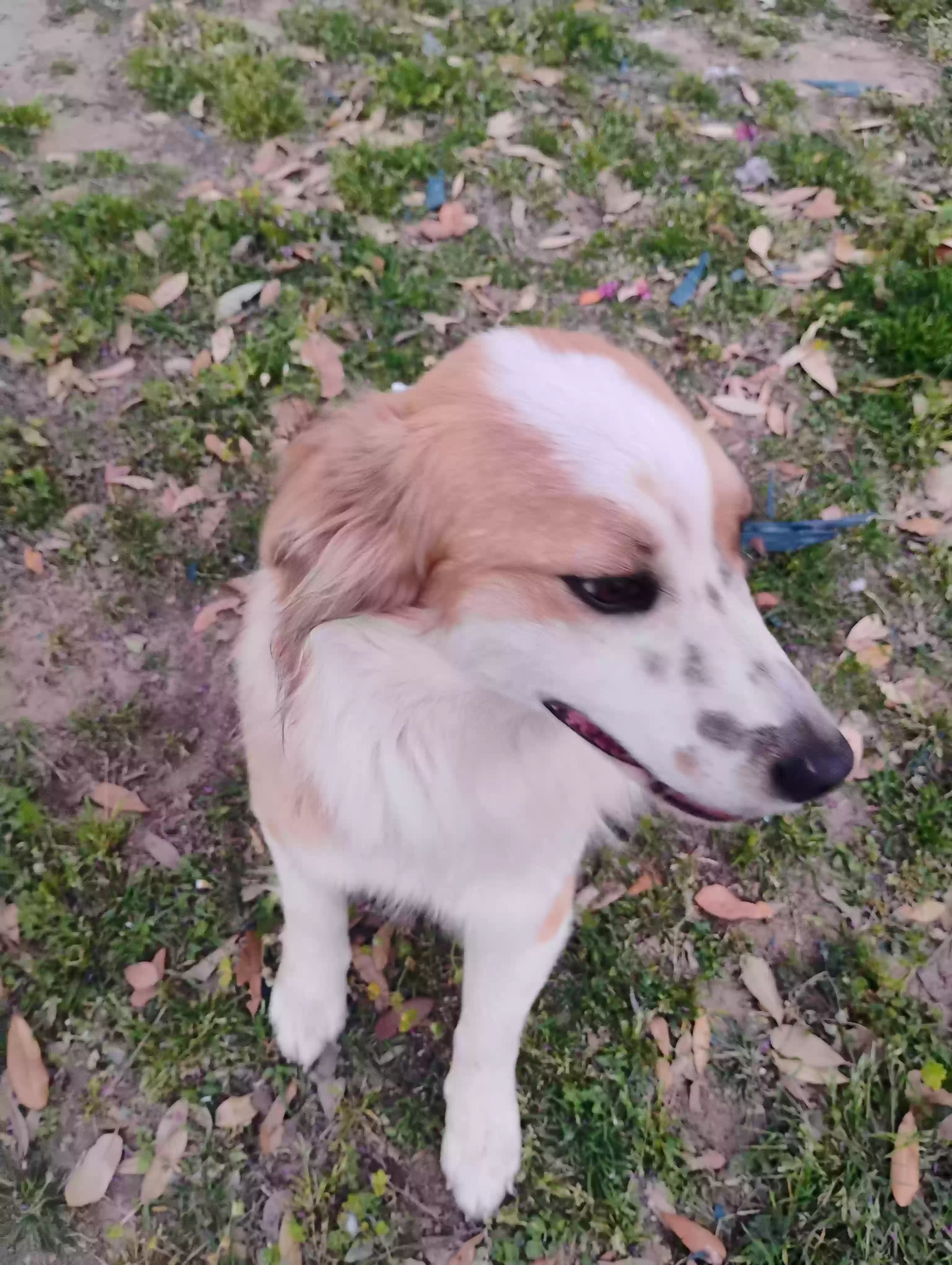 adoptable Dog in Abbott,TX named Zarrah