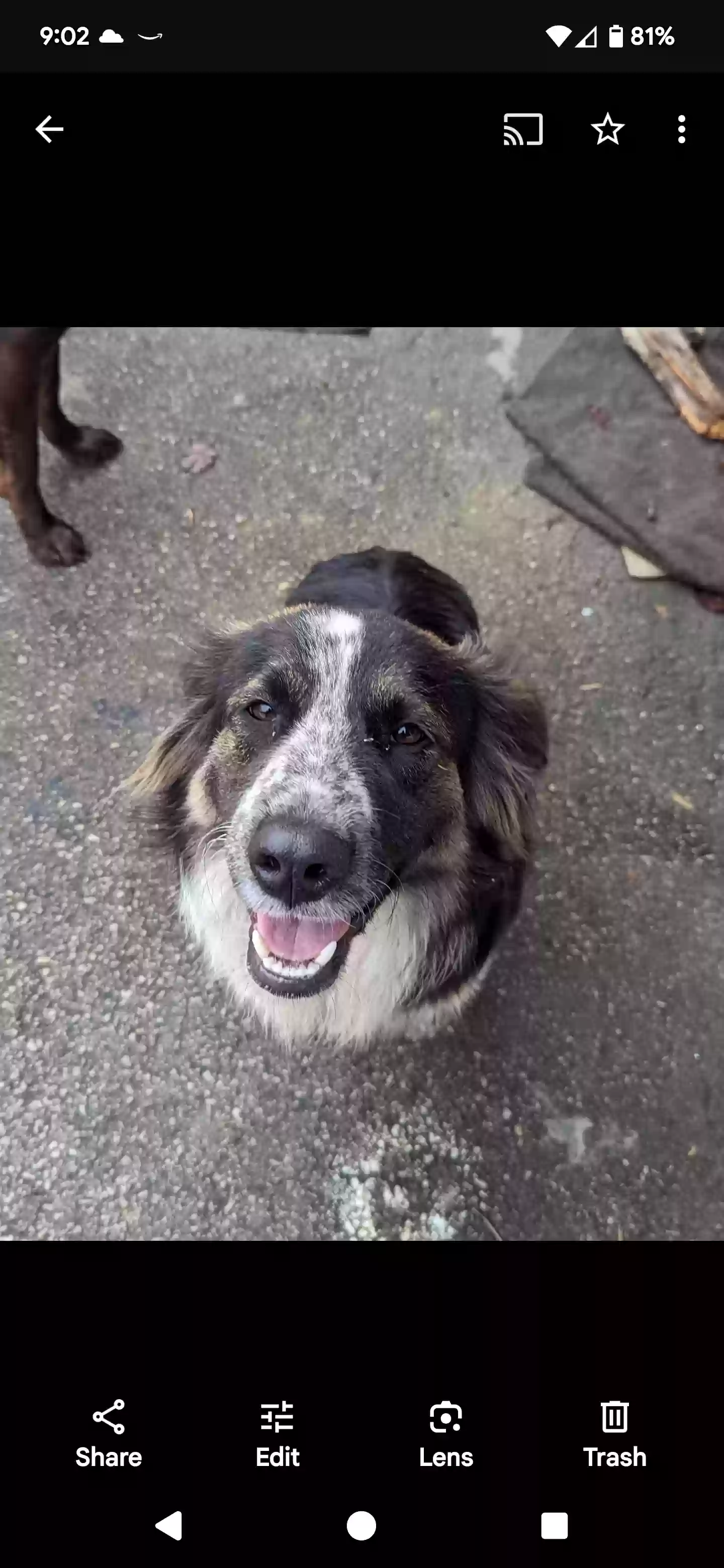 adoptable Dog in London,KY named Puppy and Rocky