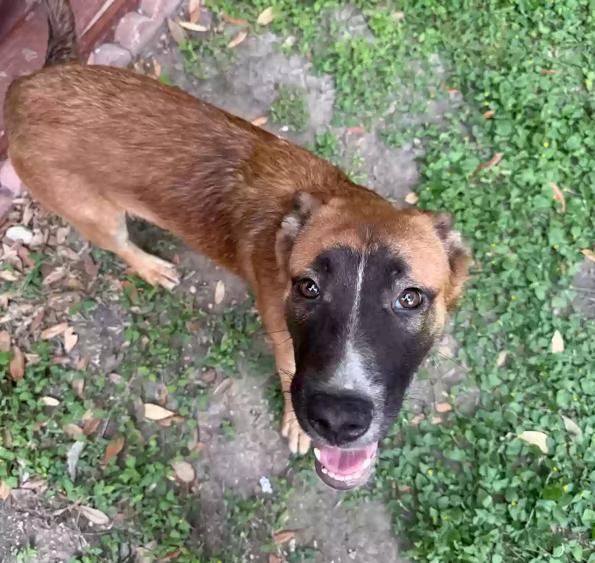 adoptable Dog in San Antonio,TX named Cutie