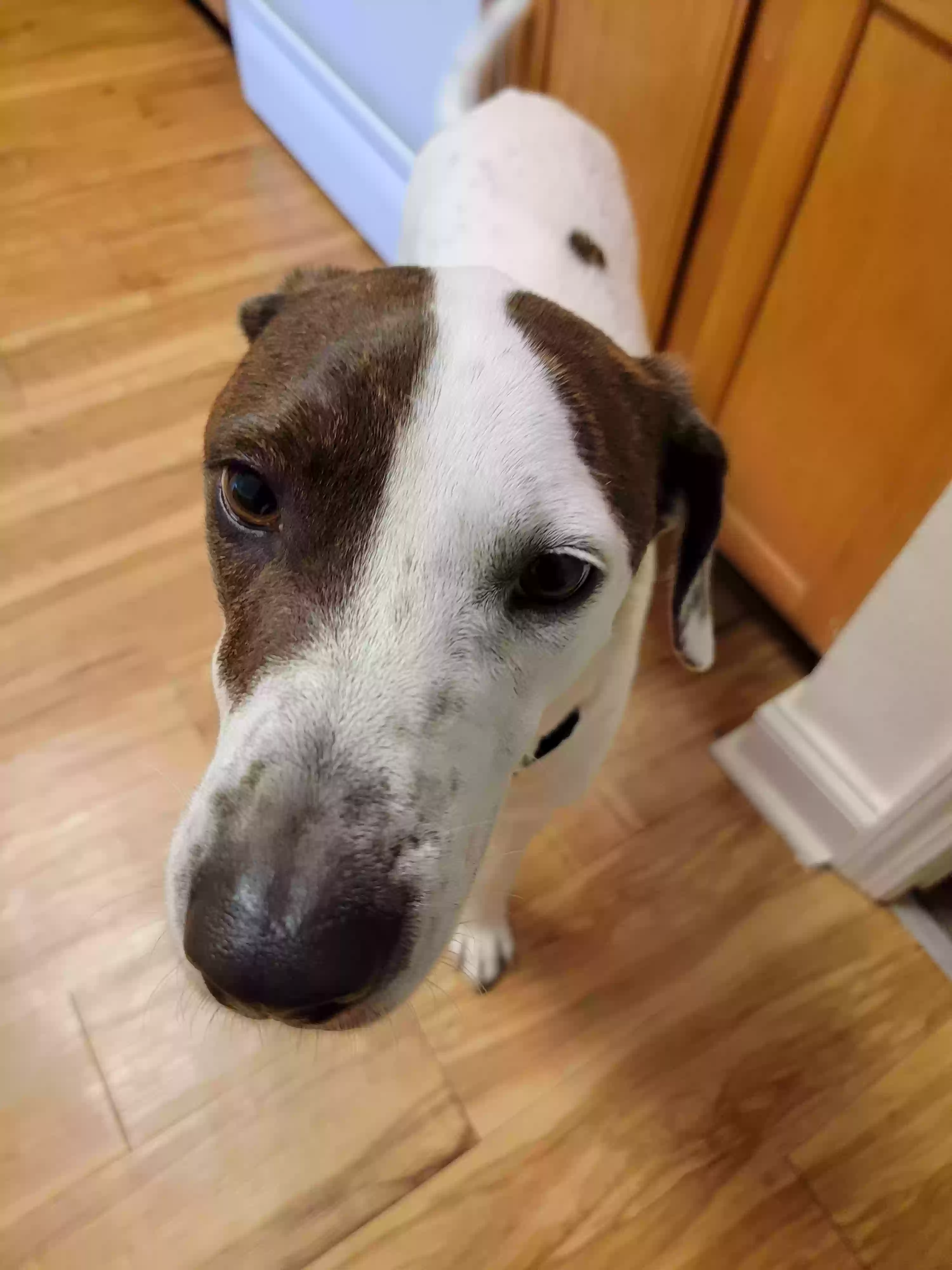 adoptable Dog in Virginia Beach,VA named Atticus