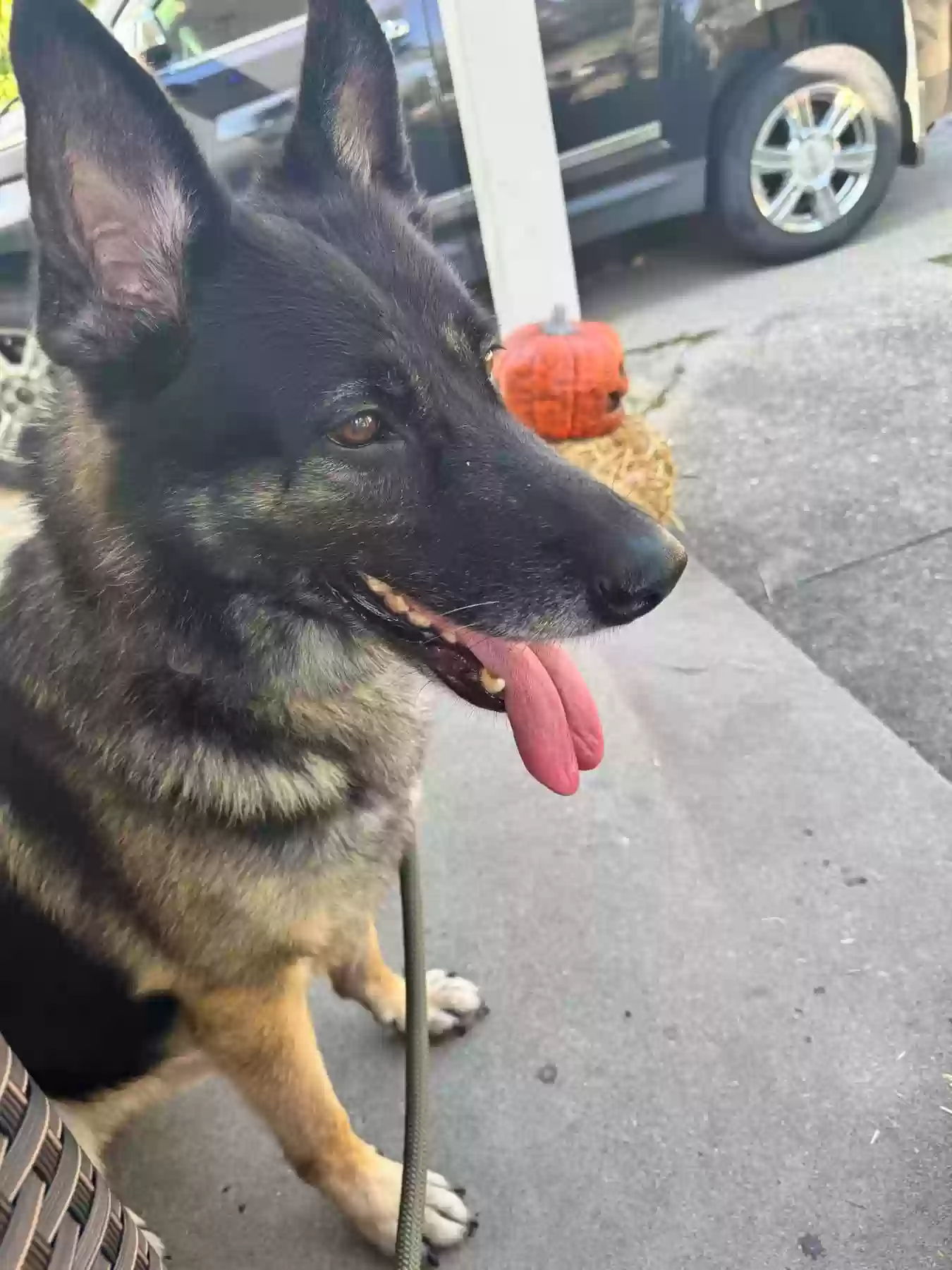 adoptable Dog in Fort Thomas,KY named Thor