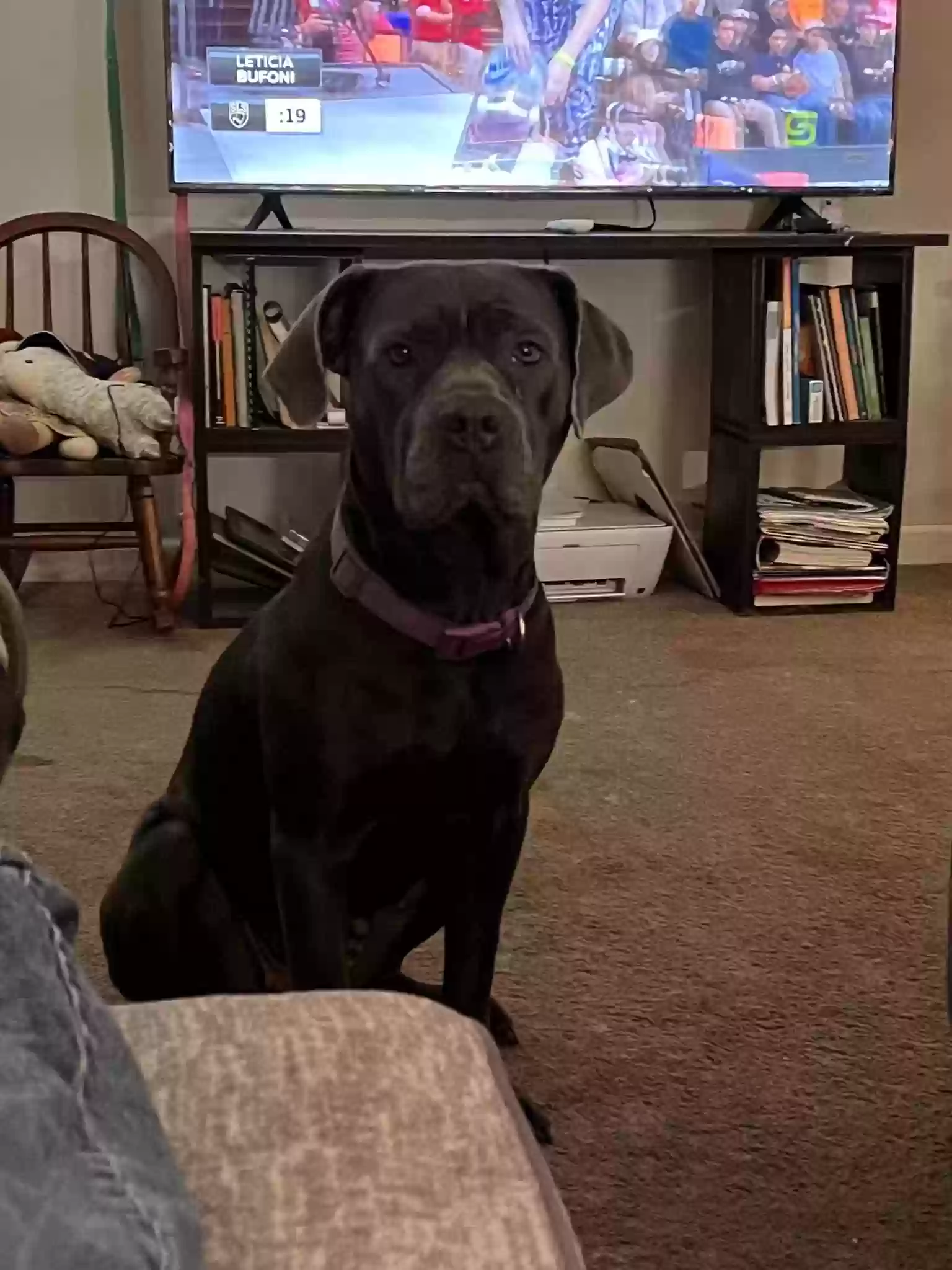 adoptable Dog in Marion,IL named Harley
