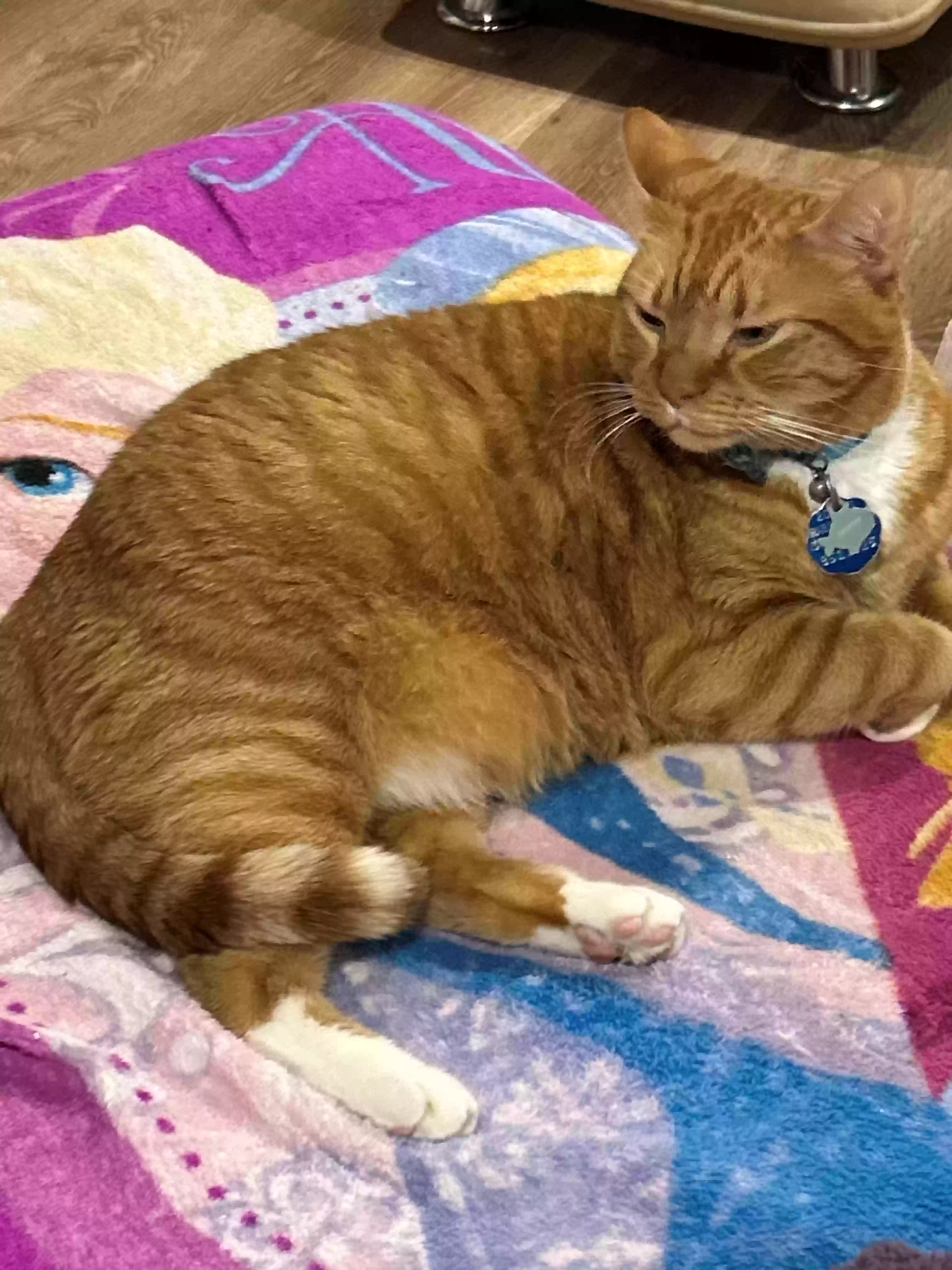 adoptable Cat in Middletown,MD named Ginger