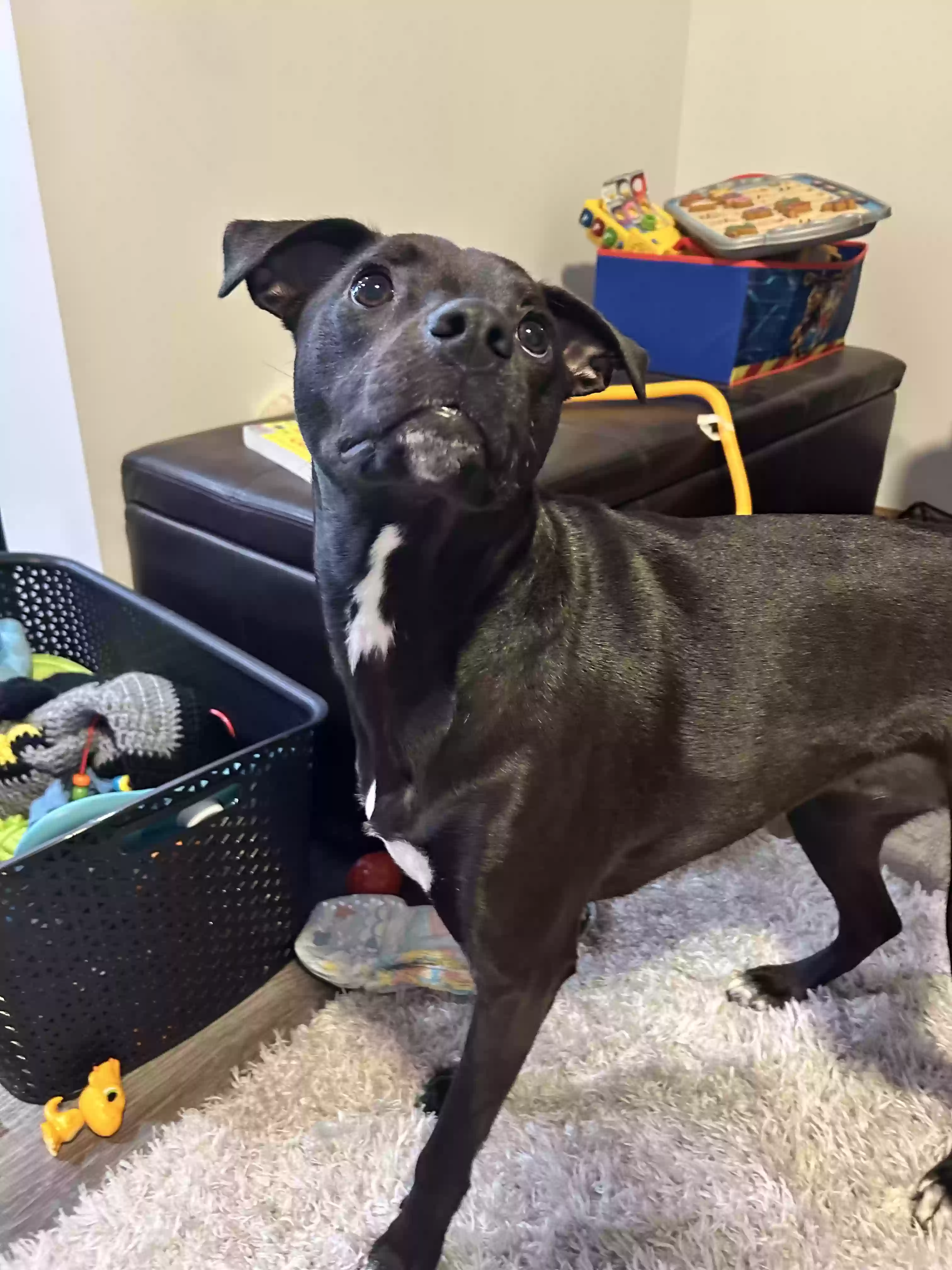 adoptable Dog in Solon,OH named Bella