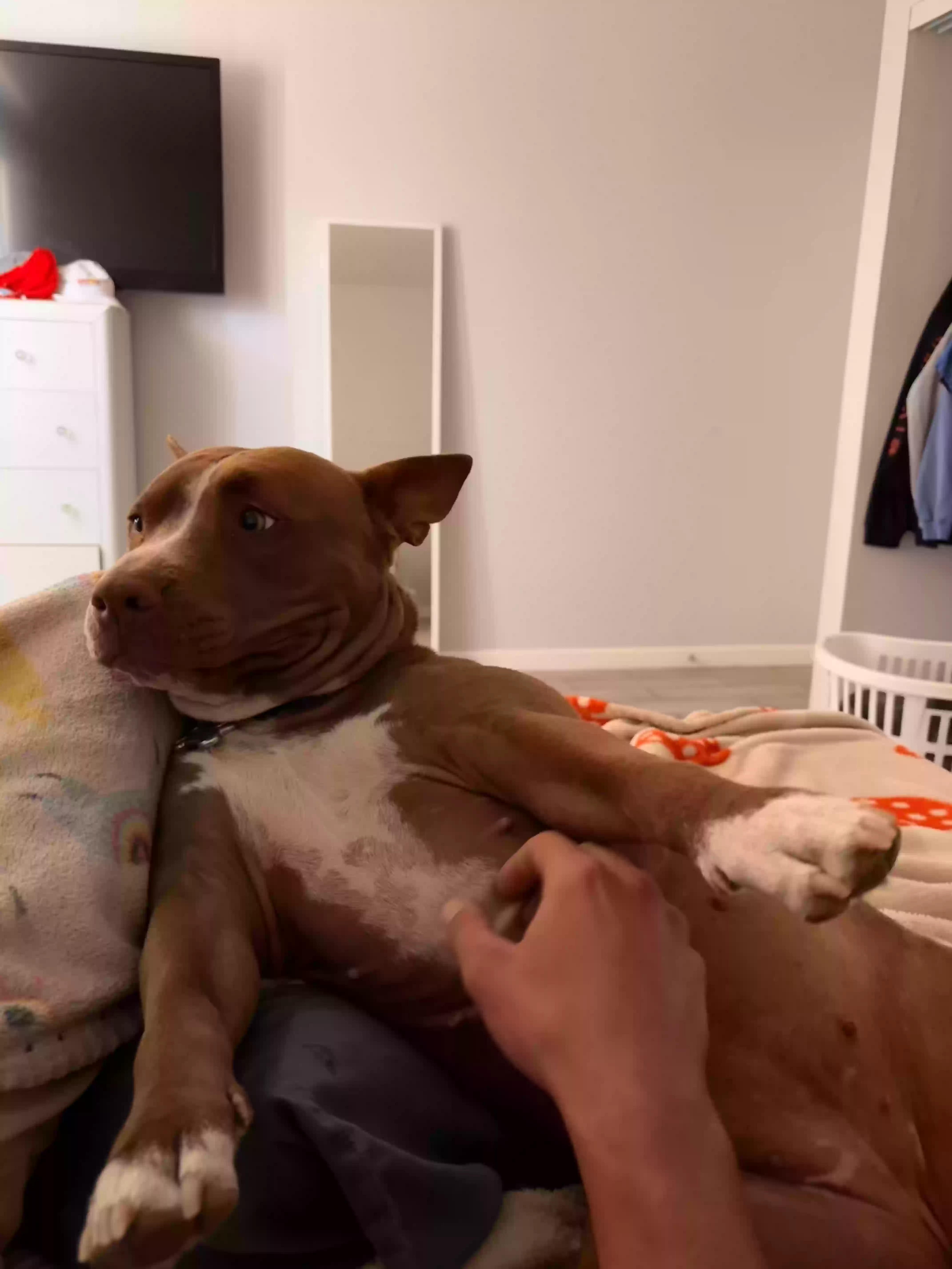 adoptable Dog in Peoria,AZ named Khaleesi