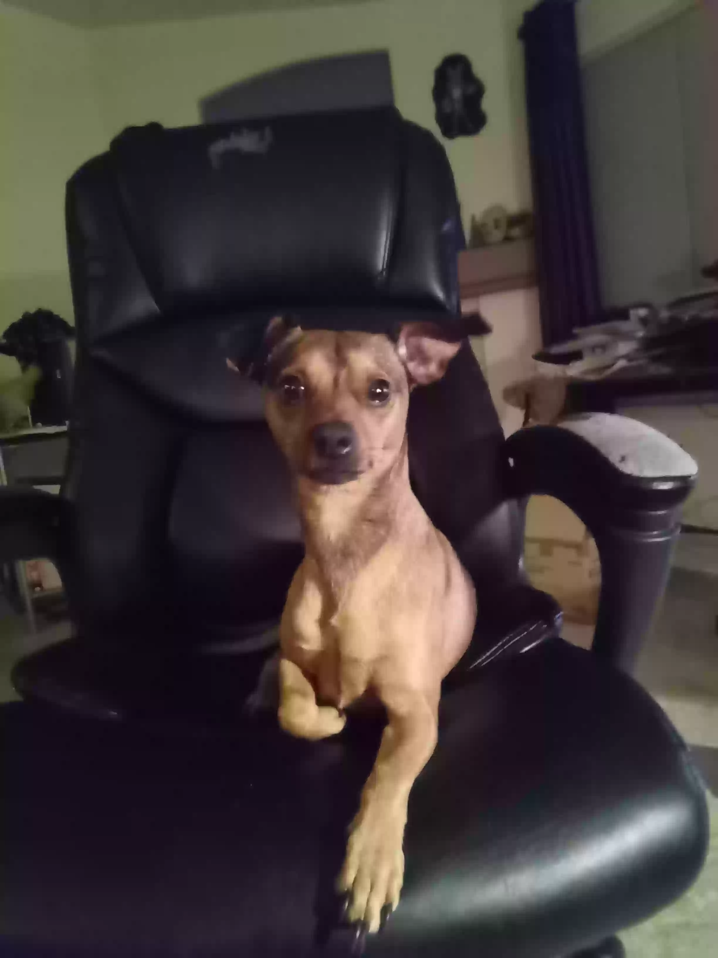 adoptable Dog in Casa Grande,AZ named Jaspar Jafar