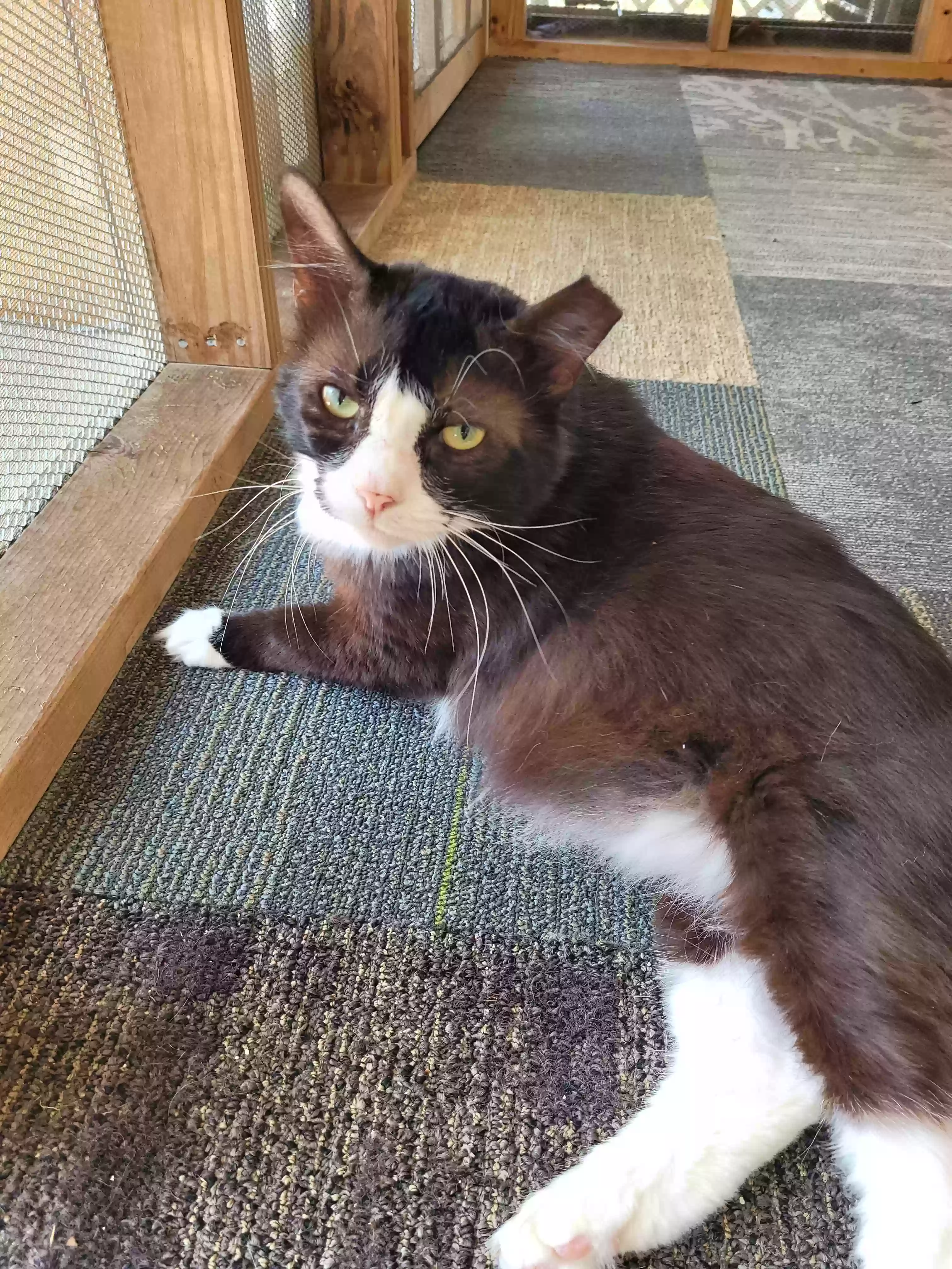 adoptable Cat in Fort Mitchell,AL named Toby Keith