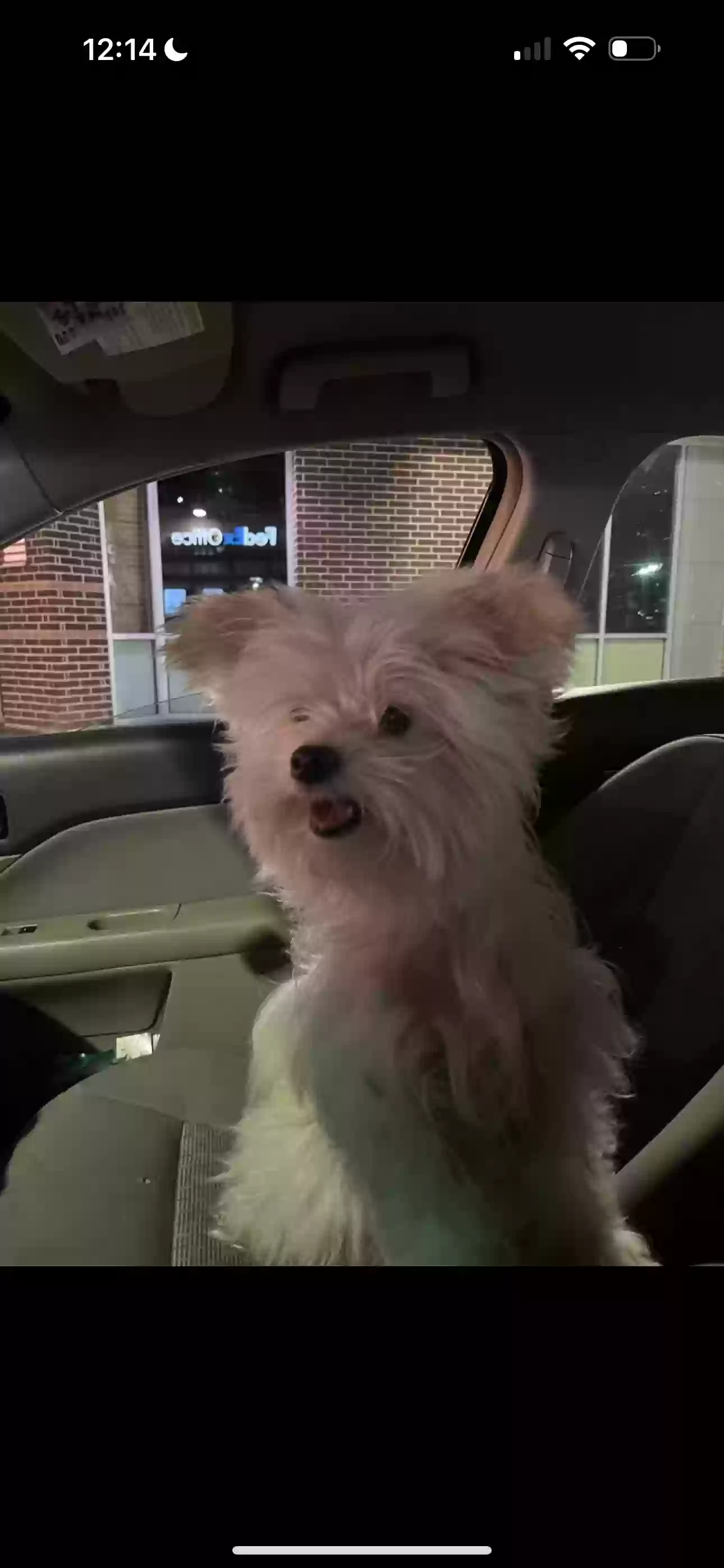 adoptable Dog in Mesquite,TX named Coco