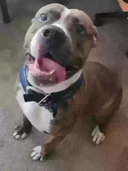 adoptable Dog in Elk Grove,CA named Dexter