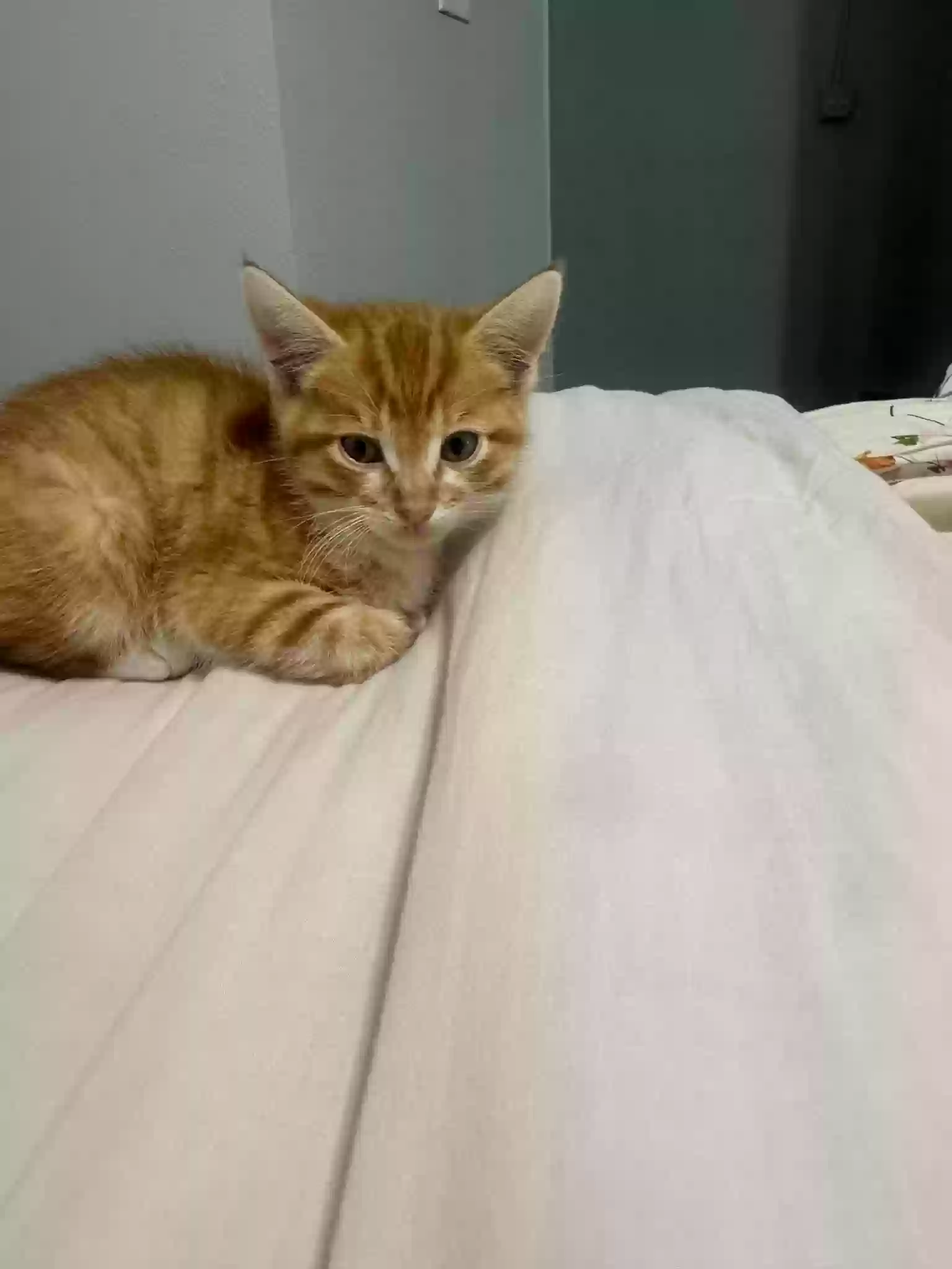 adoptable Cat in Waco,TX named N/A