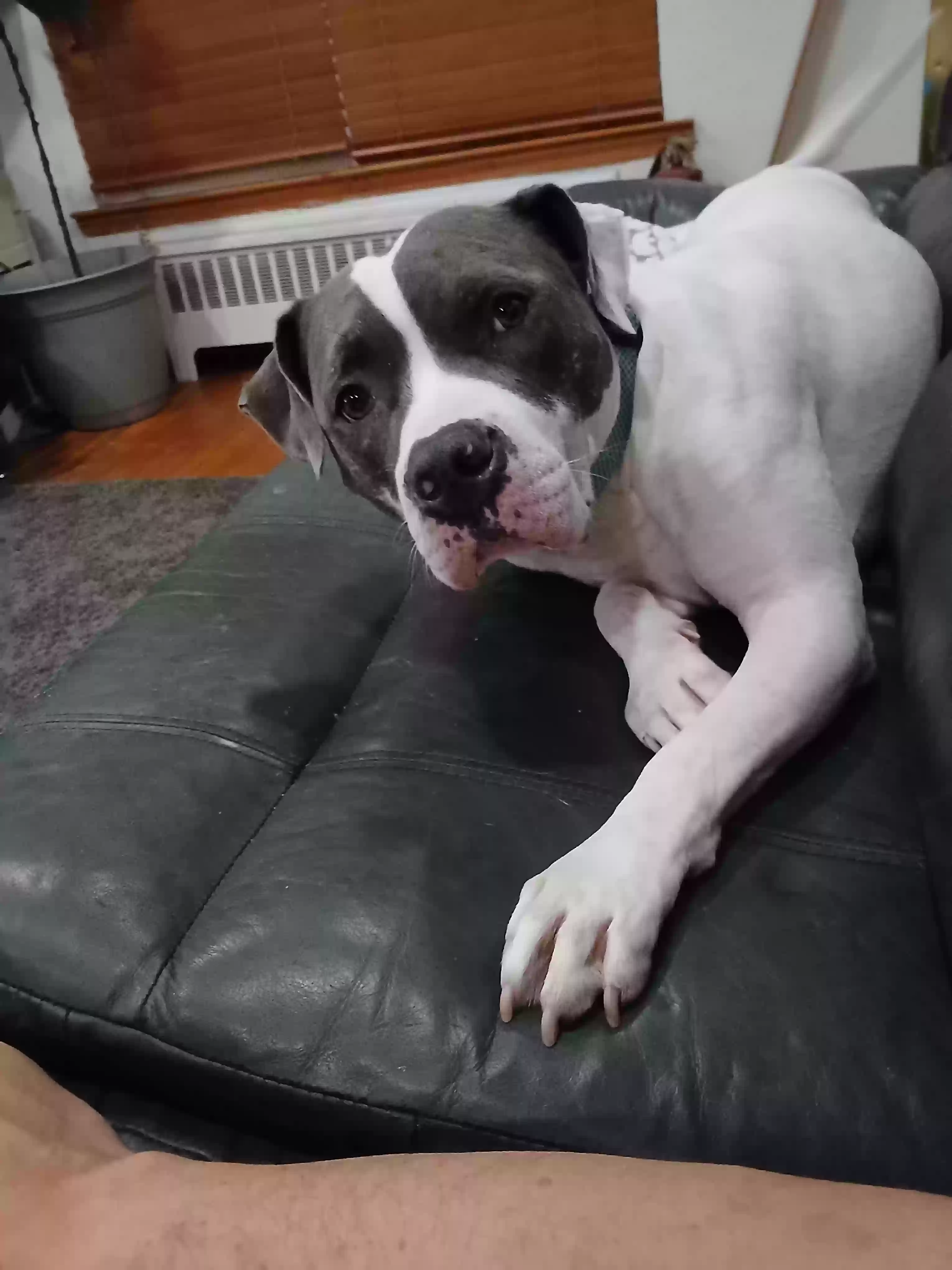 adoptable Dog in Hollis,NY named Scotty