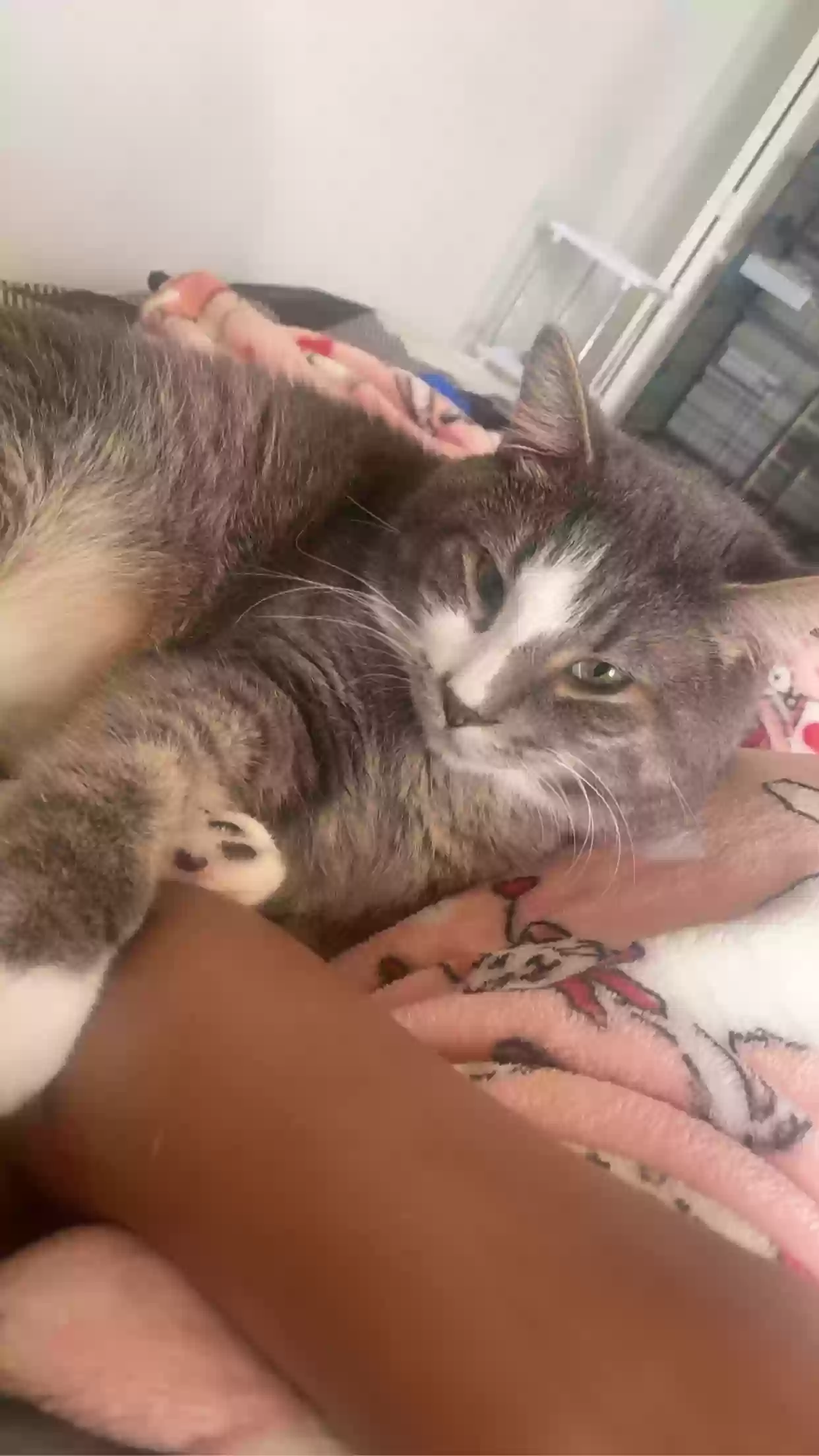 adoptable Cat in Portage,IN named rocket