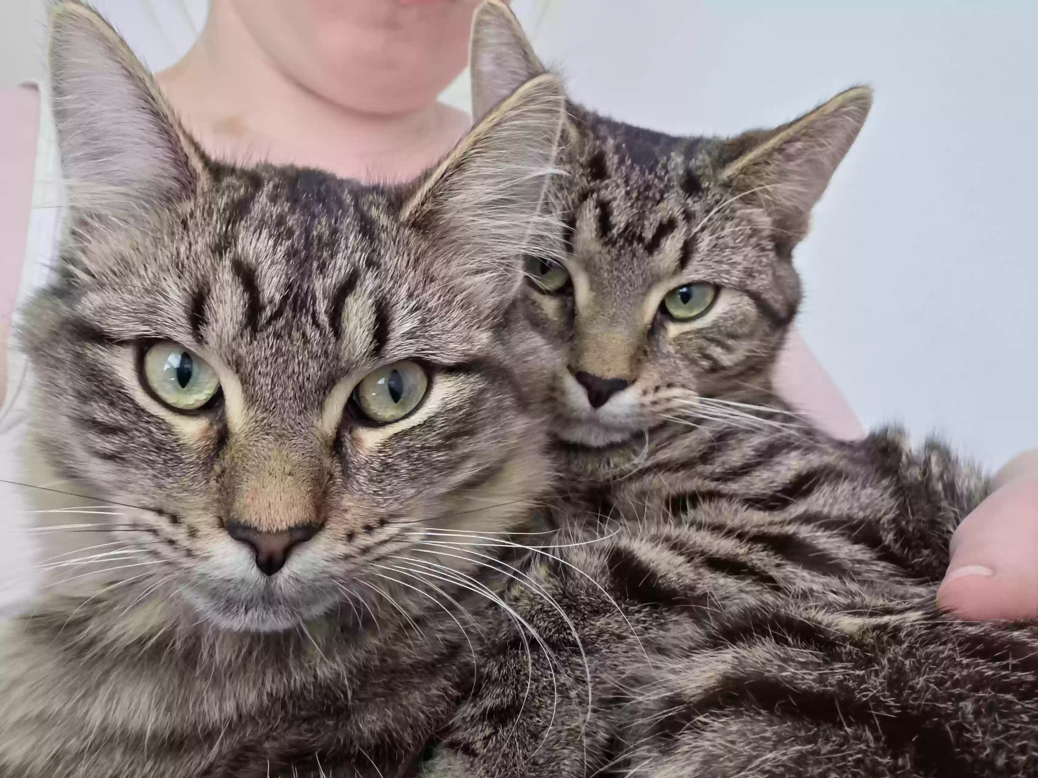 adoptable Cat in Chicago,IL named Lauren and rotty