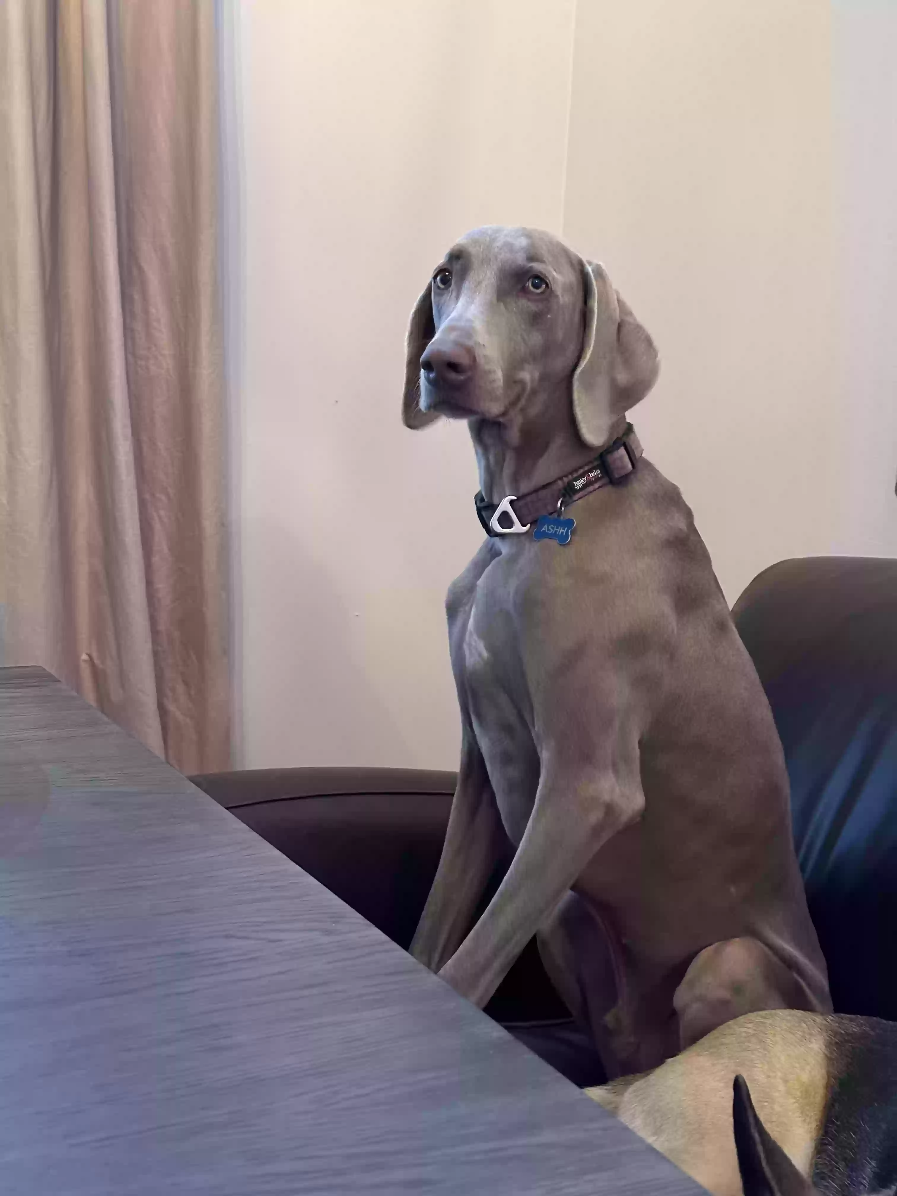 adoptable Dog in Alpharetta,GA named Ashh