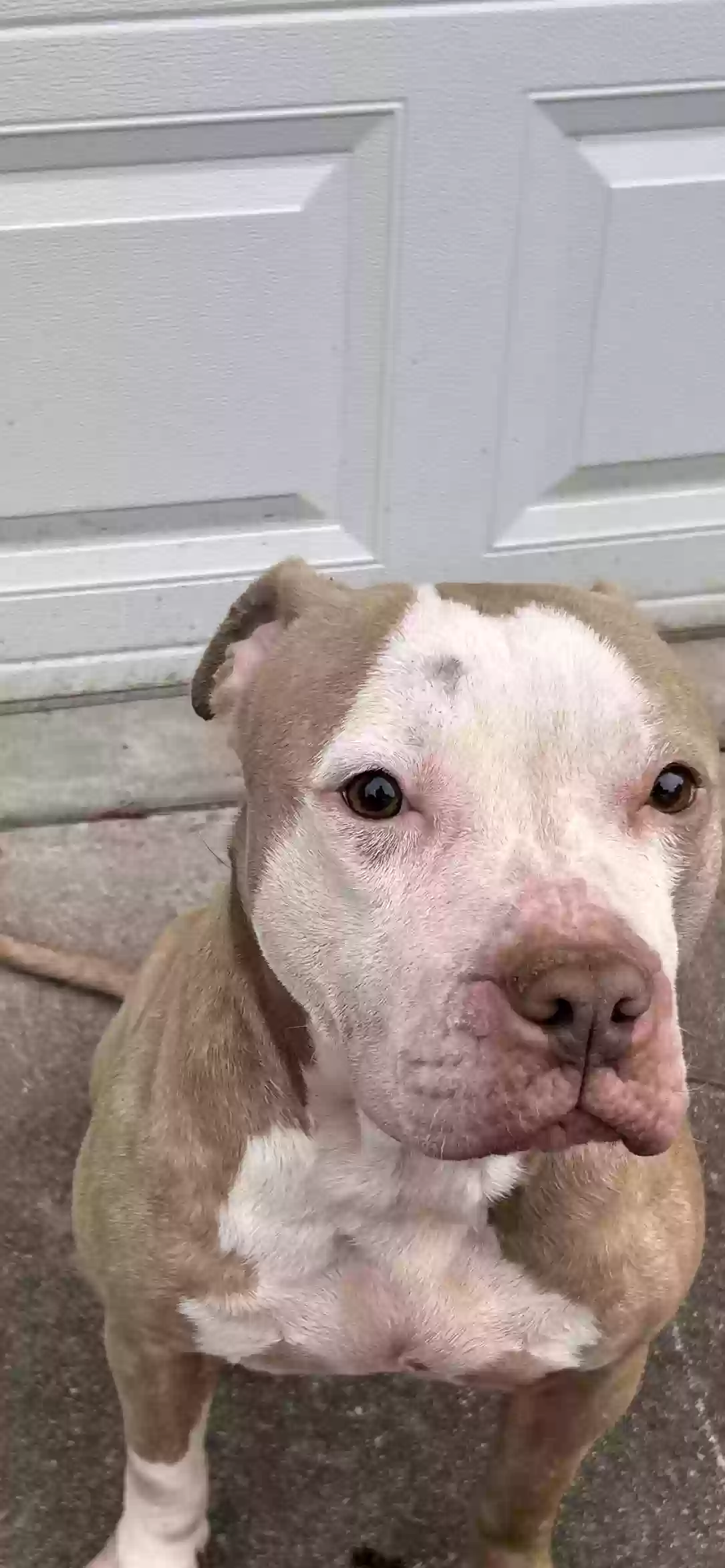 adoptable Dog in Conyers,GA named Chocolate