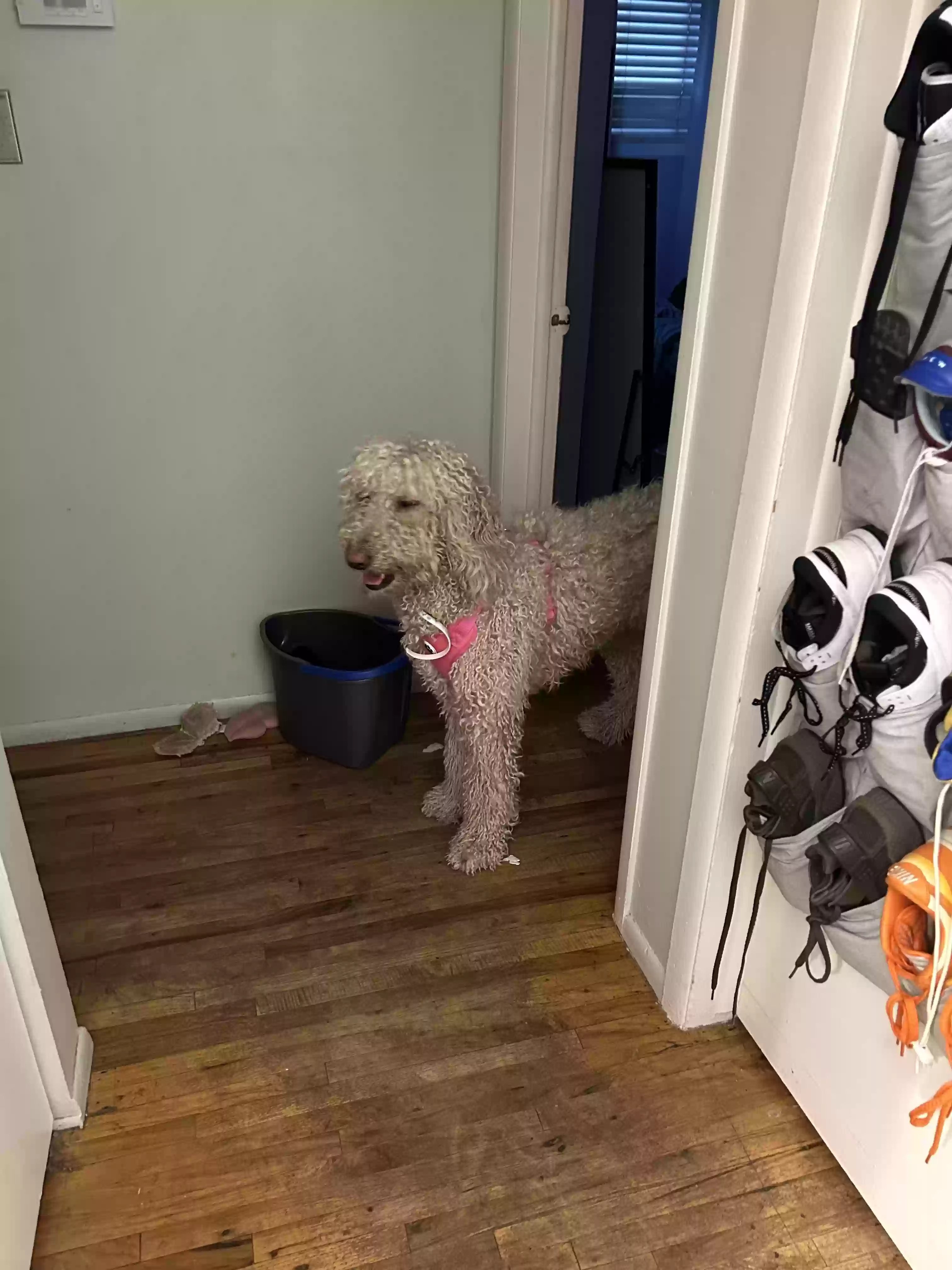 adoptable Dog in Sterling Heights,MI named Margiela