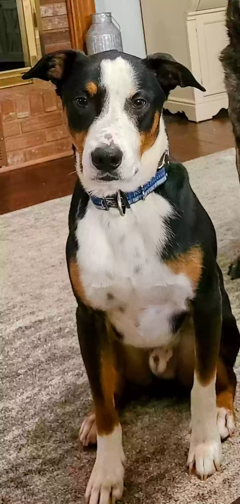 adoptable Dog in Rockwell,NC named Grady
