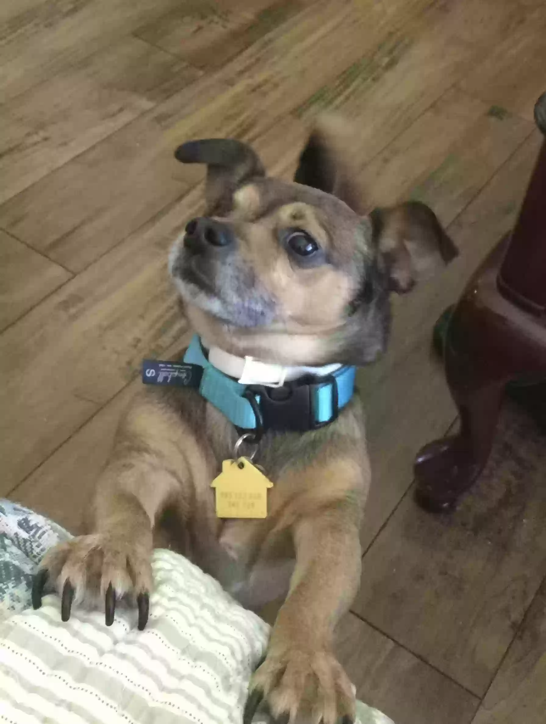 adoptable Dog in Saint Louis,MO named Buddy aka Eddie