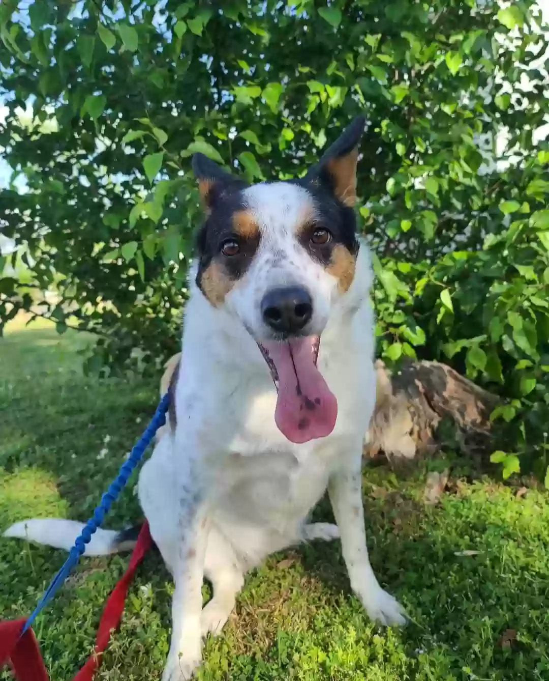 adoptable Dog in Tulsa,OK named Mika