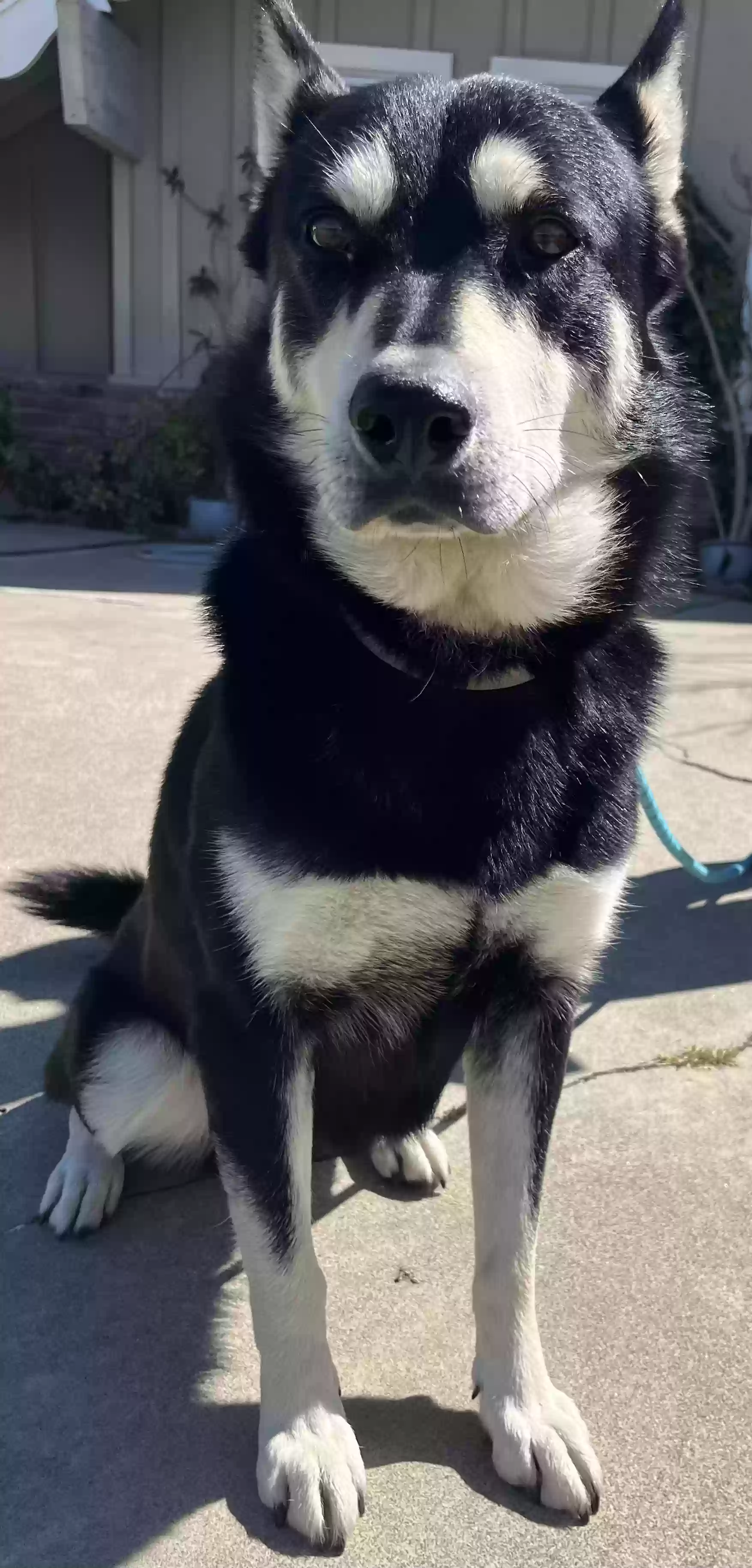 adoptable Dog in Irvine,CA named Turbo
