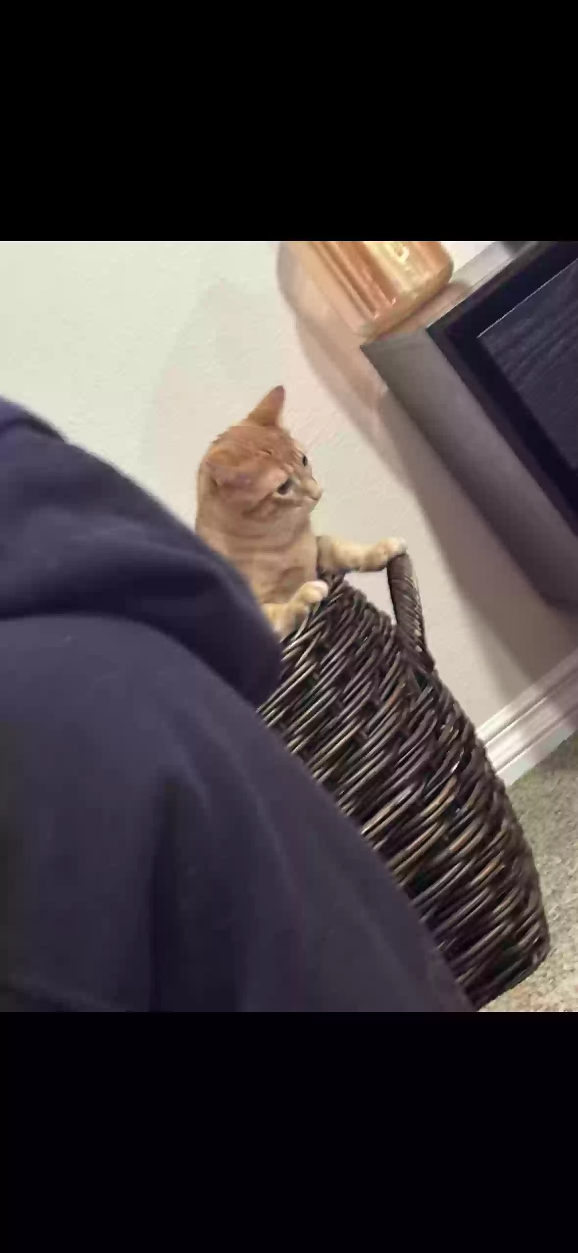adoptable Cat in Orange,CA named Shayla