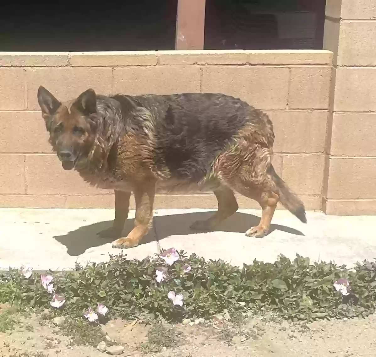adoptable Dog in Fontana,CA named Dolce Von Daeam