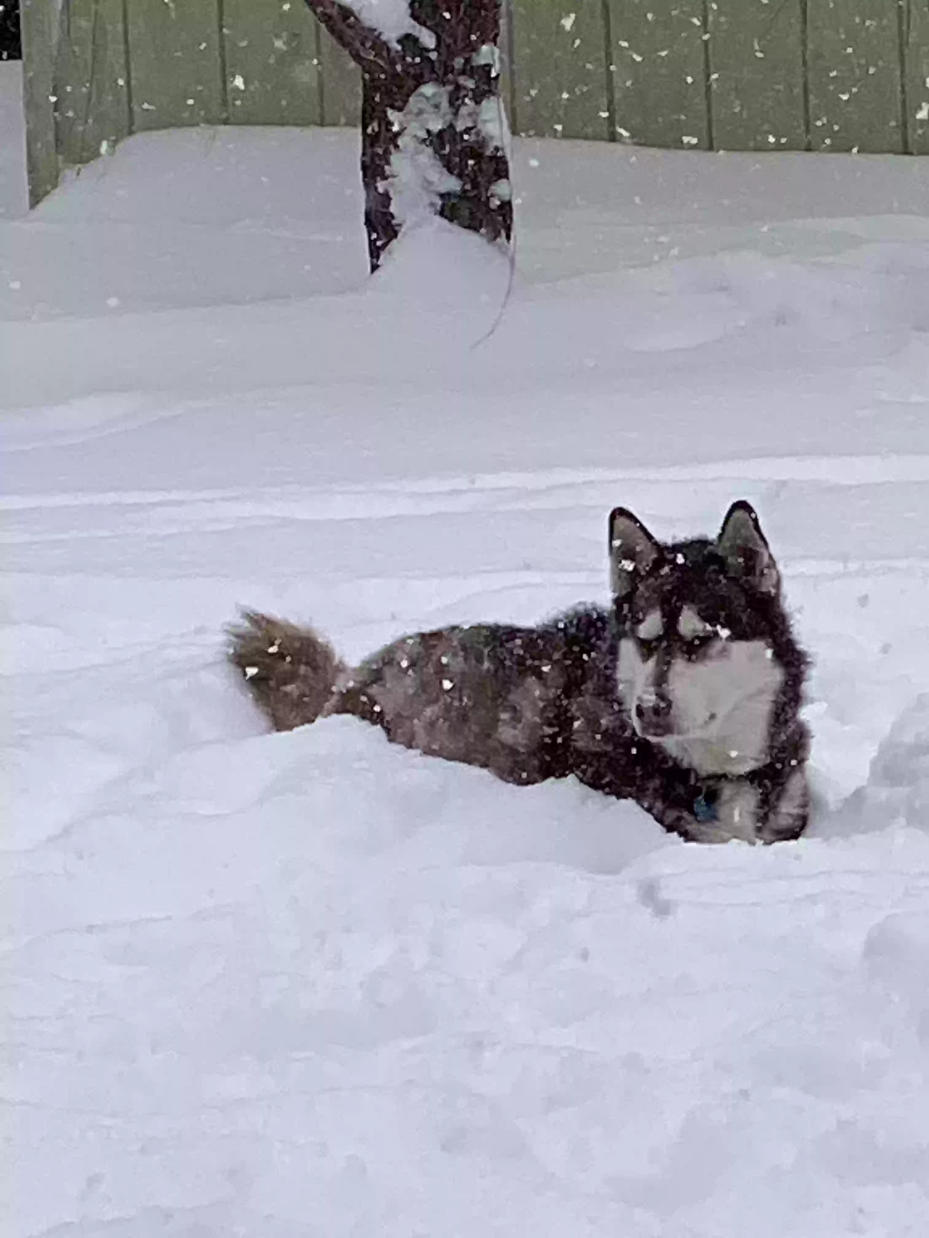 adoptable Dog in Grand Rapids,MI named Sorel