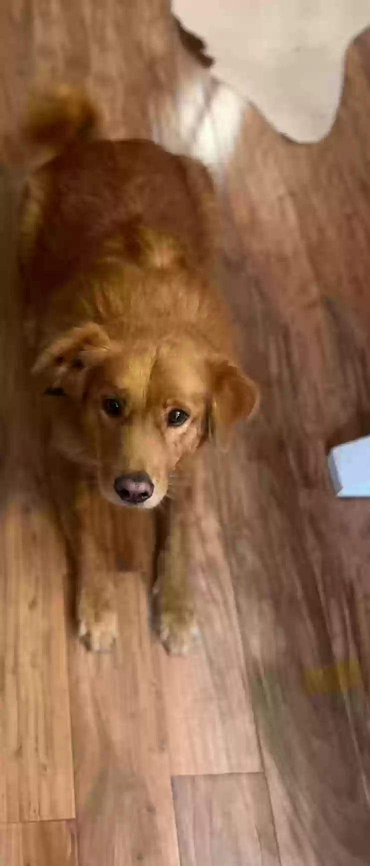 adoptable Dog in Jefferson,GA named Max