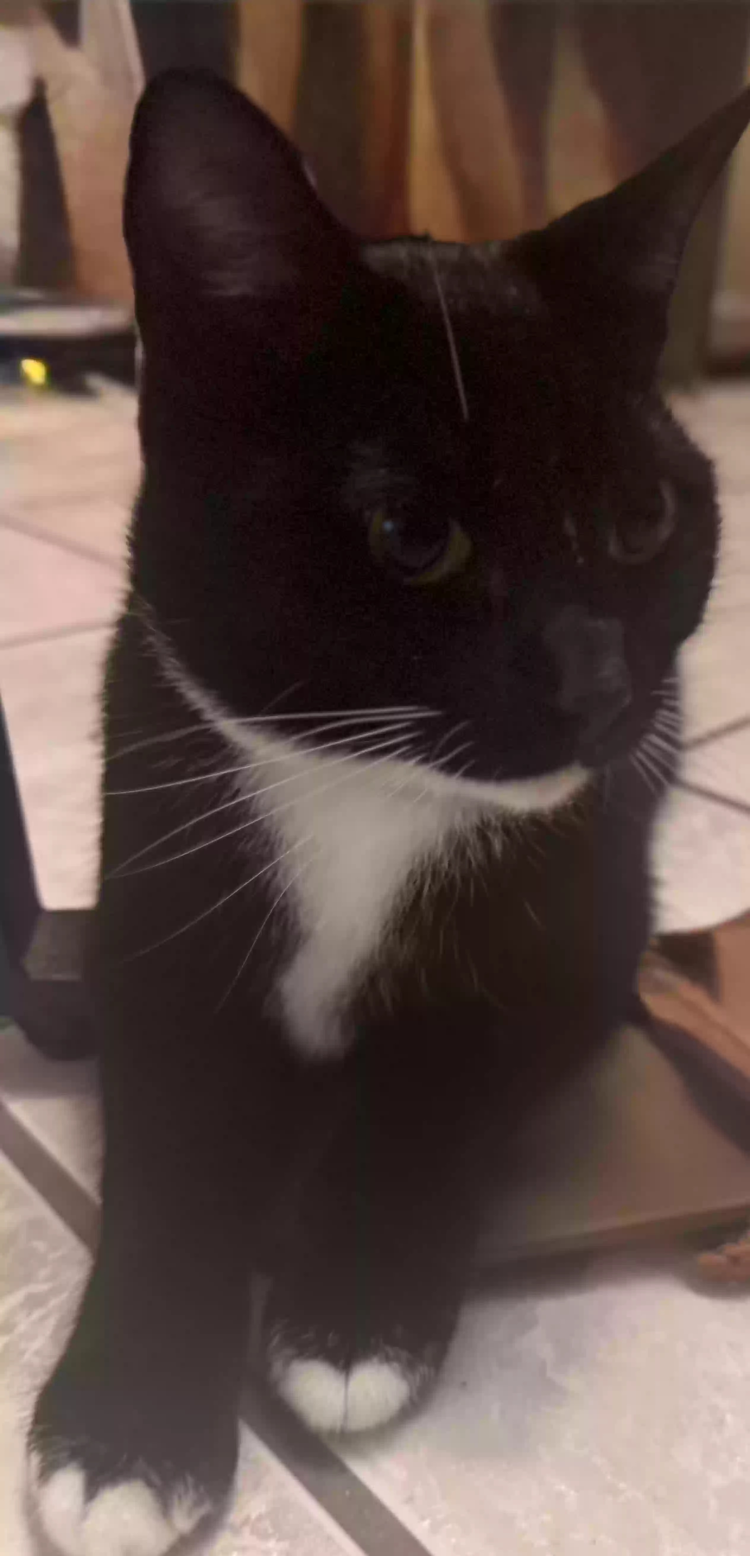 adoptable Cat in Enterprise,AL named Kodu