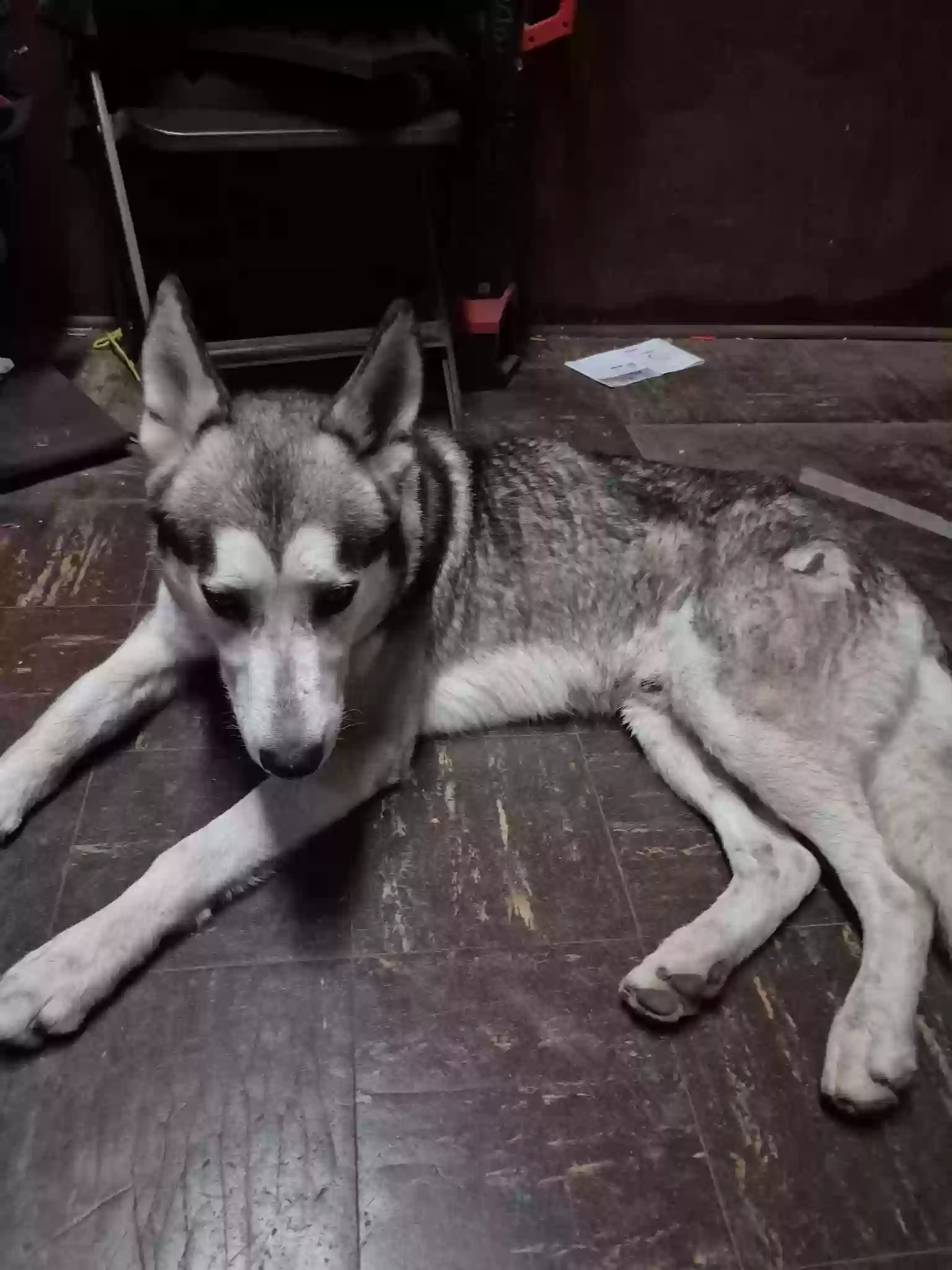 adoptable Dog in San Antonio,TX named Harold