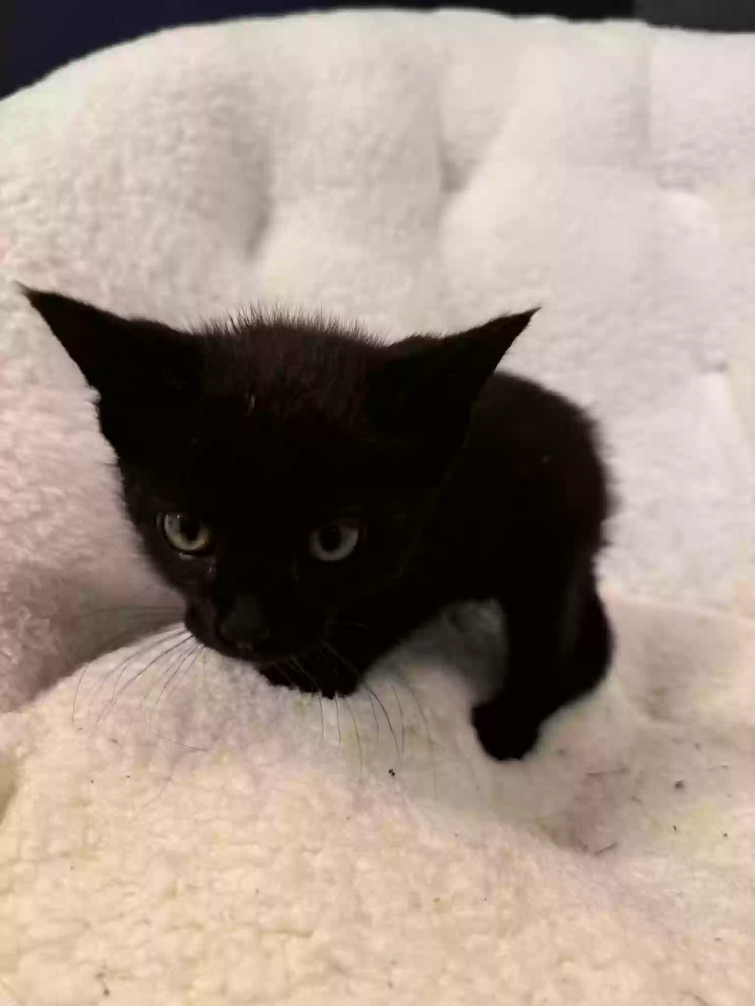 adoptable Cat in Ellenwood,GA named yusuf