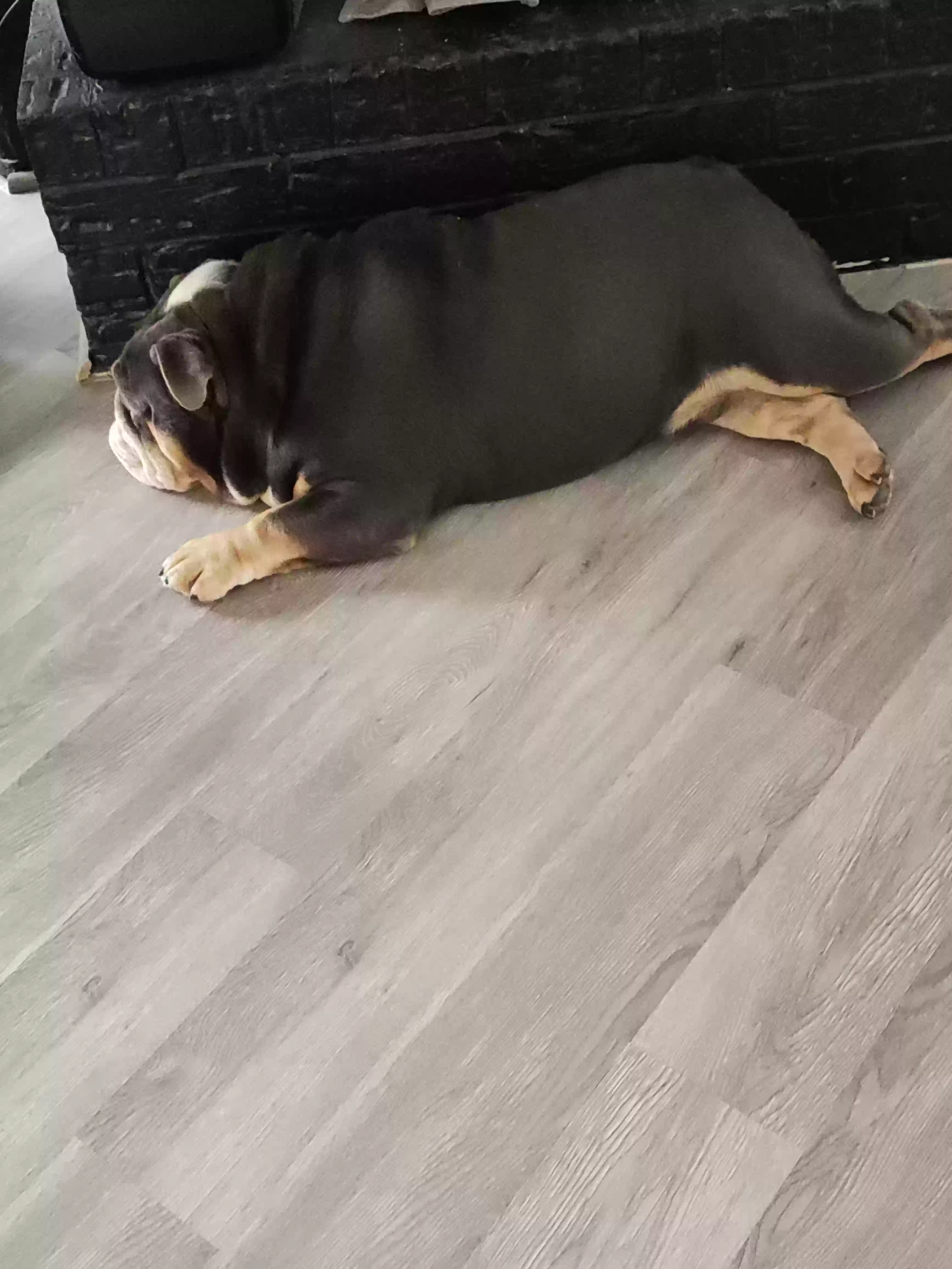 adoptable Dog in Katy,TX named Tyson