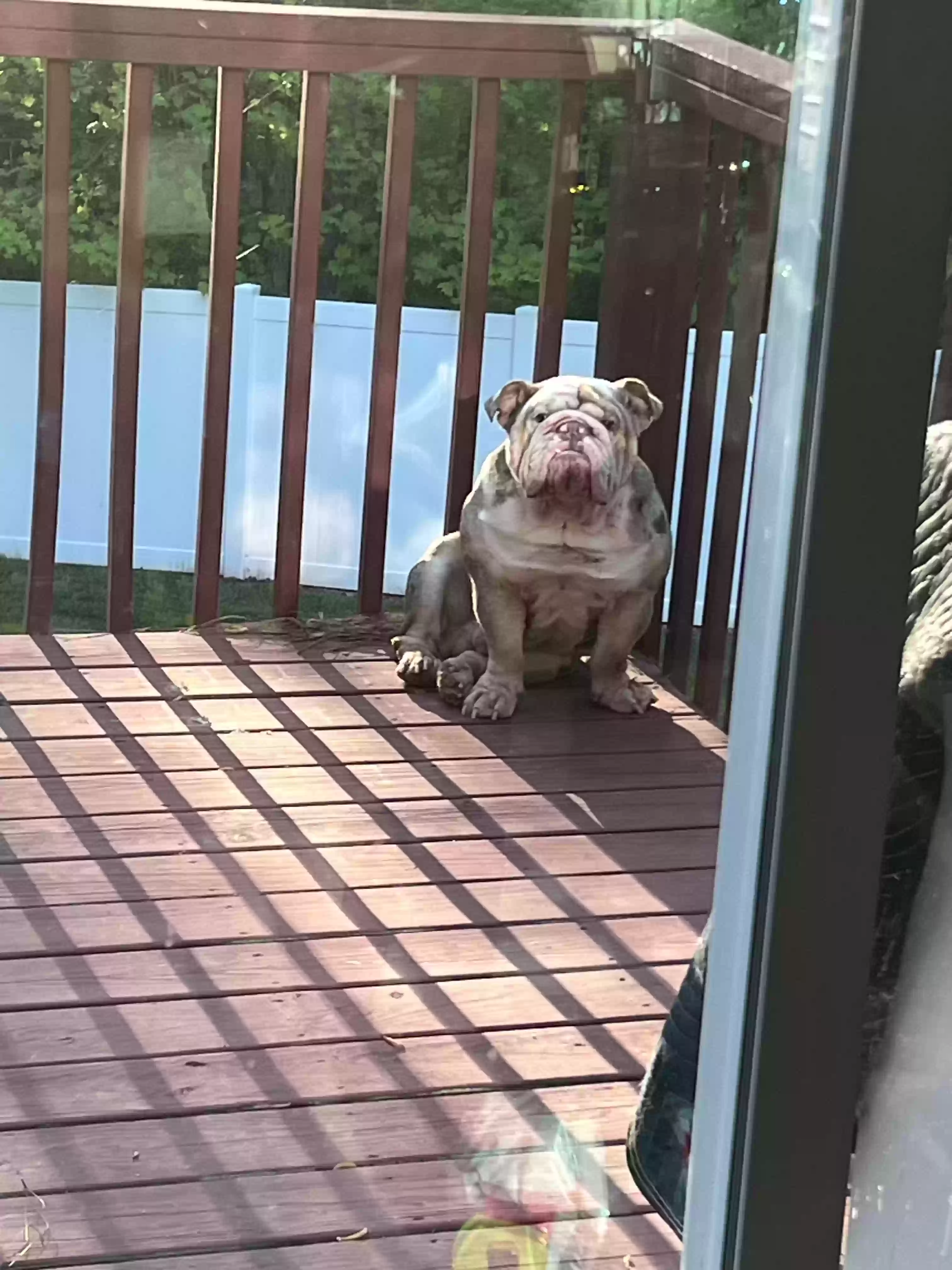 adoptable Dog in Franklinton,NC named Maverick