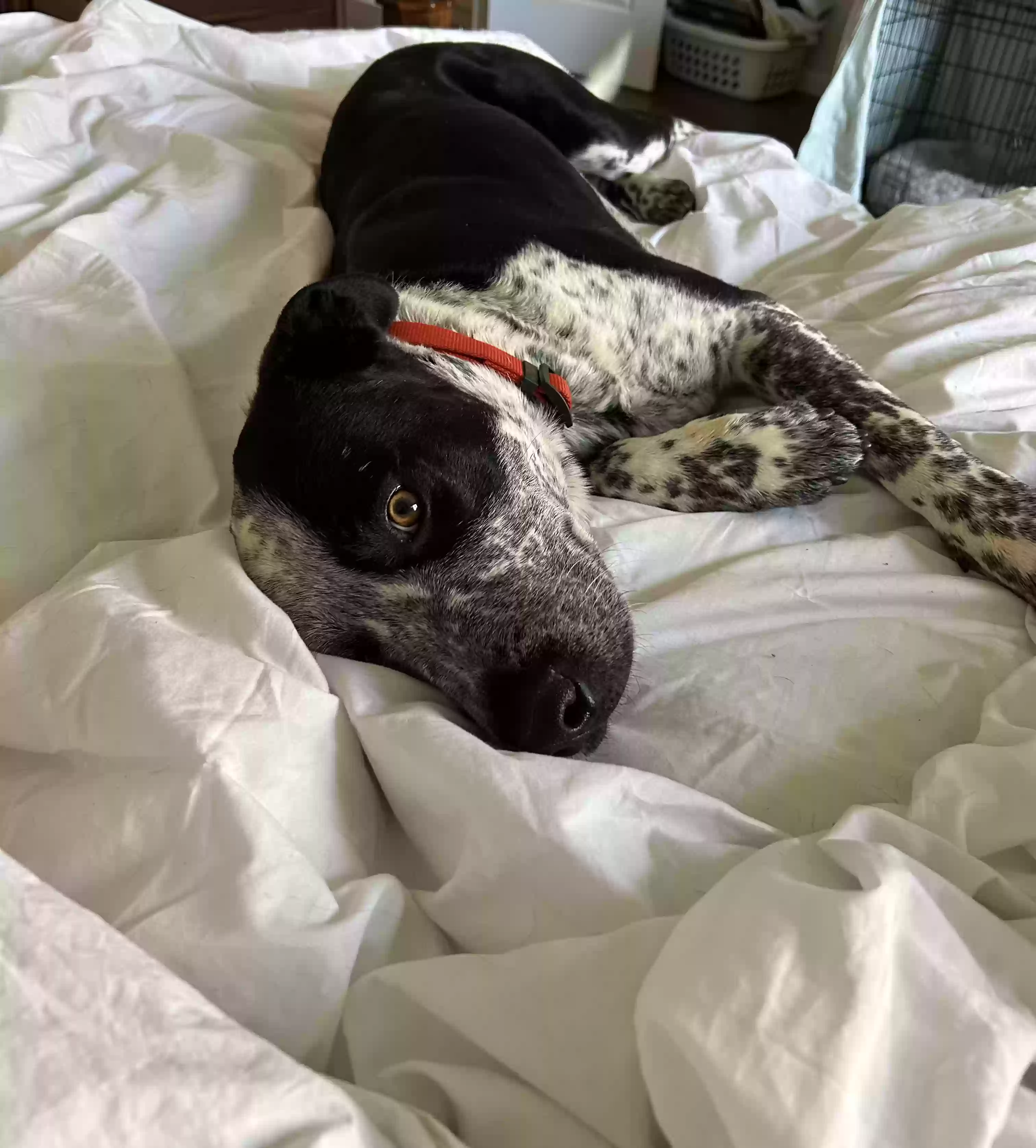 adoptable Dog in Prescott Valley,AZ named Bo