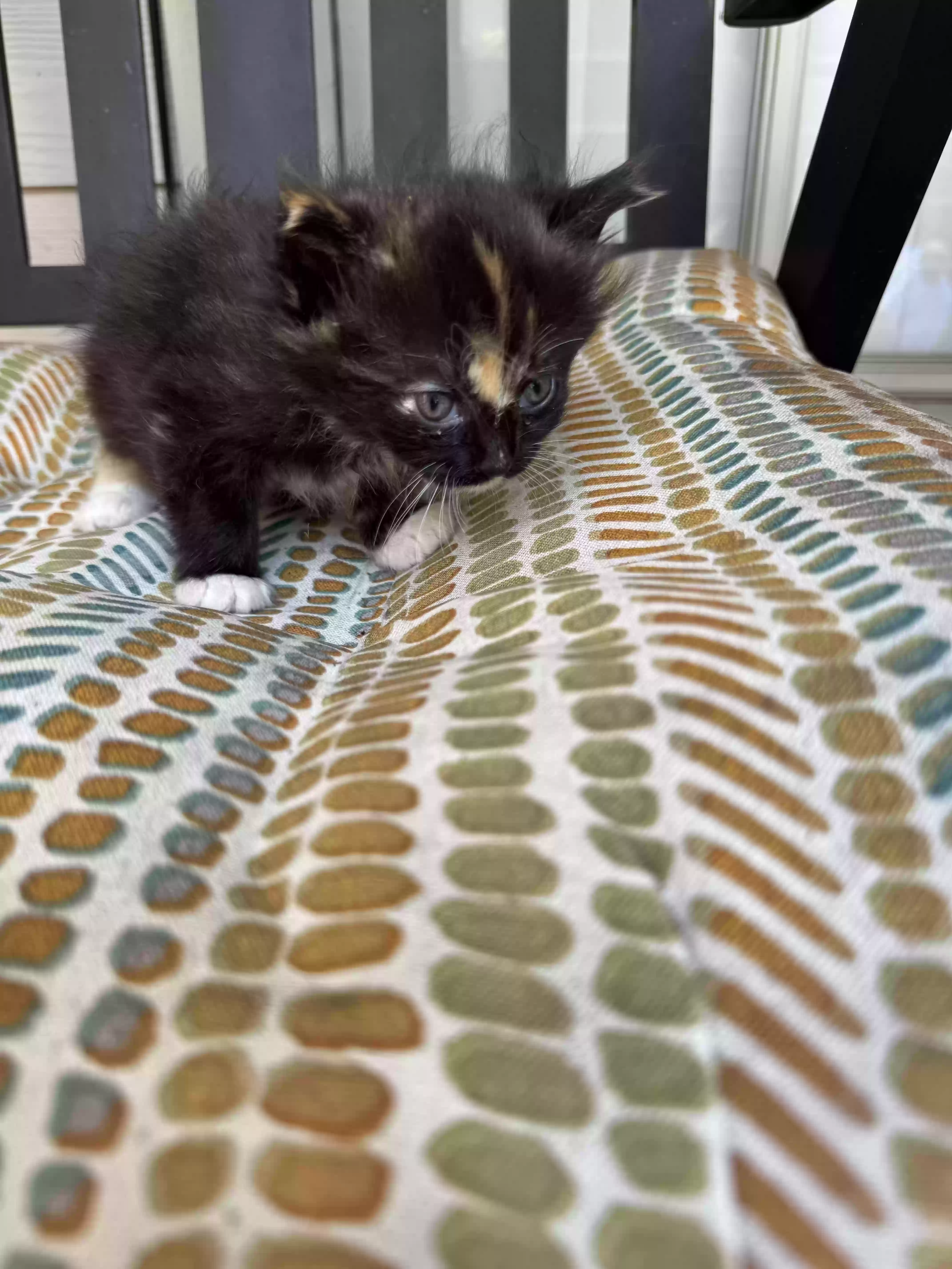 adoptable Cat in Houston,TX named Arrowhead