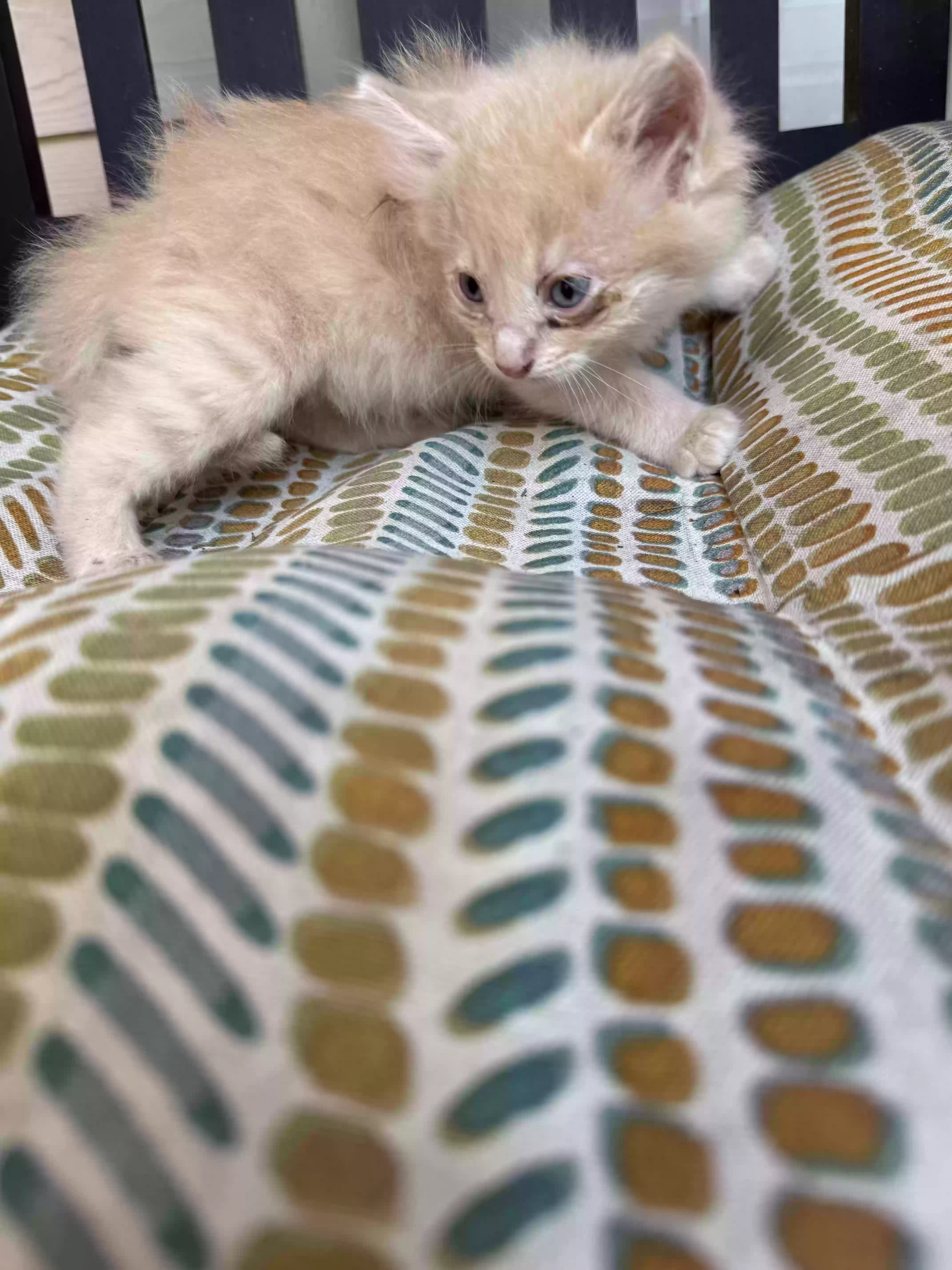 adoptable Cat in Houston,TX named Garfield Junior