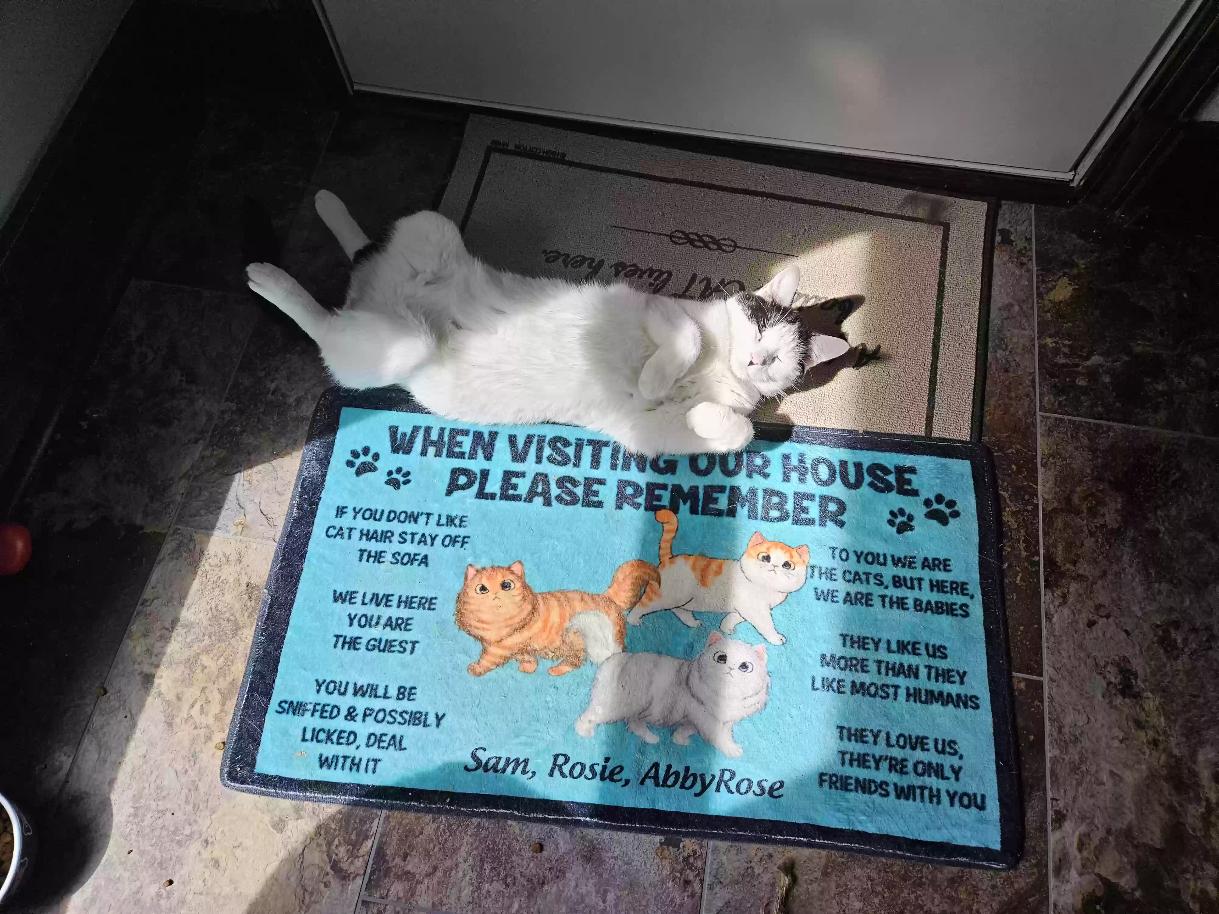 adoptable Cat in Conway,AR named Max