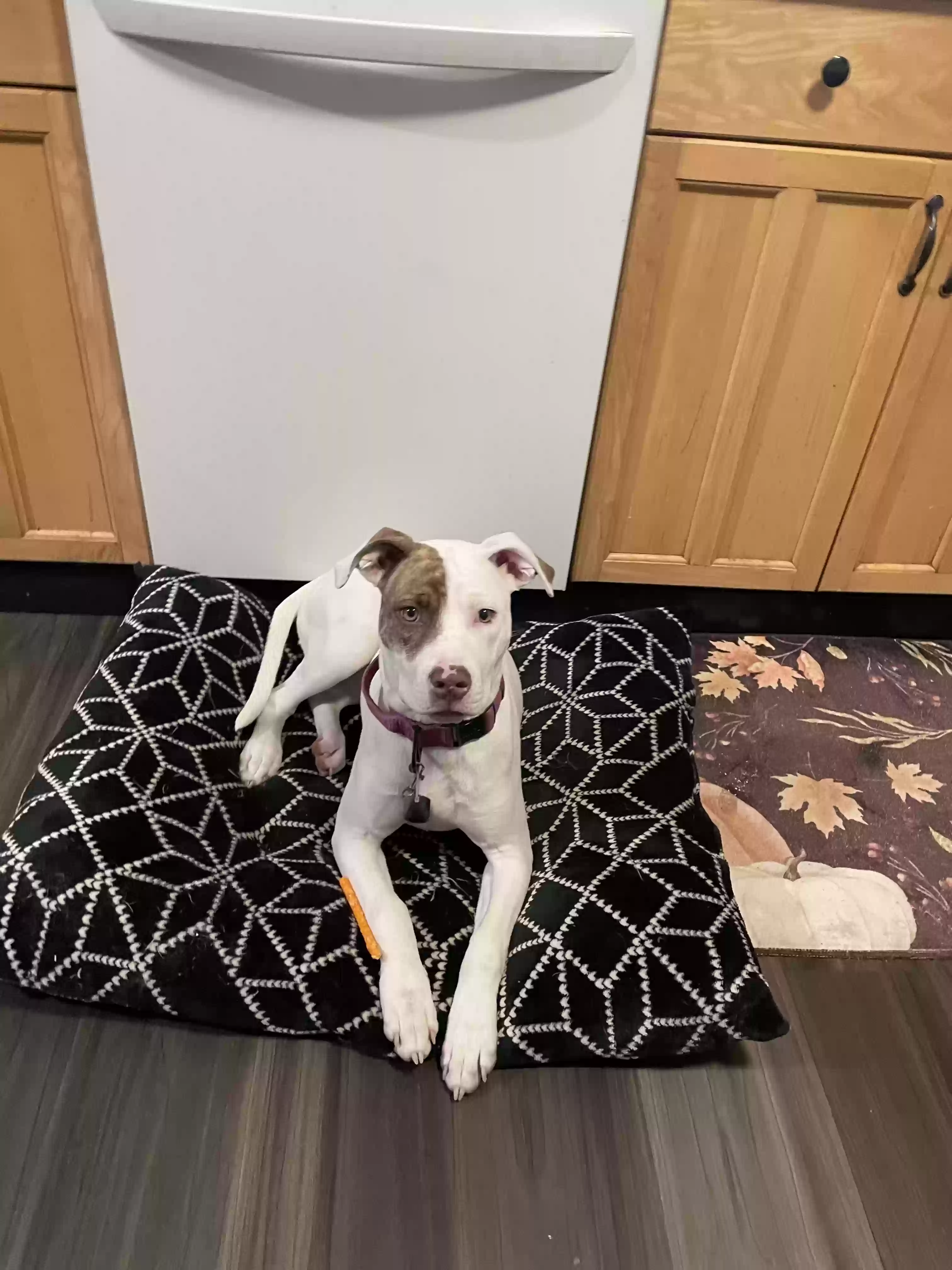 adoptable Dog in Cleveland,OH named Princess